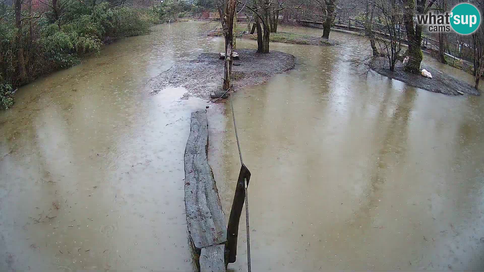 Schwarzweiße Vari Zoo Ljubljana webcam