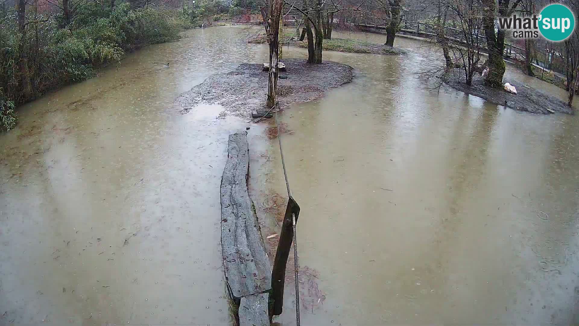 Lémur rufo blanco y negro – Ljubljana Zoo en vivo