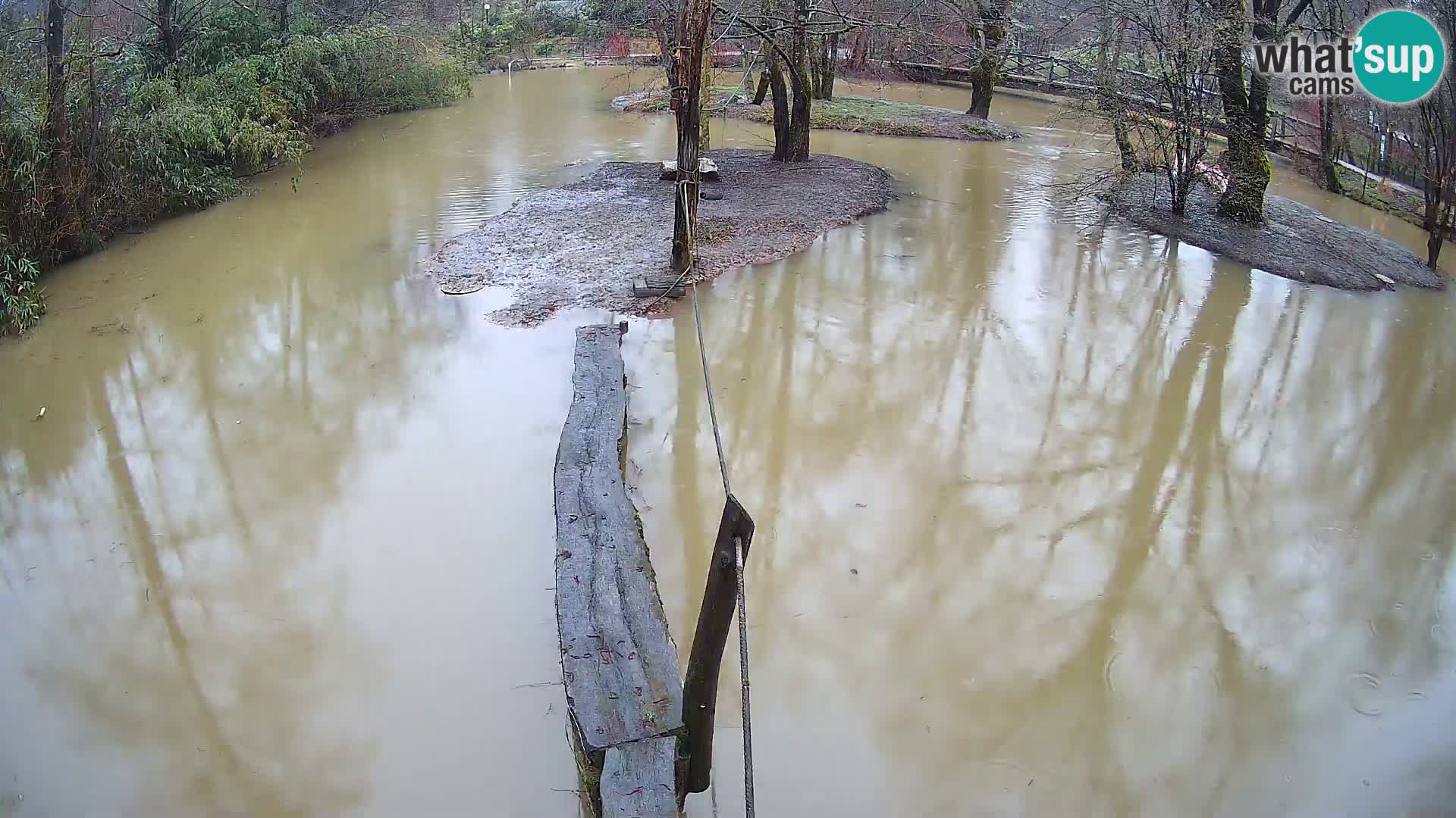 Vari bianconero Zoo Ljubljana webcam