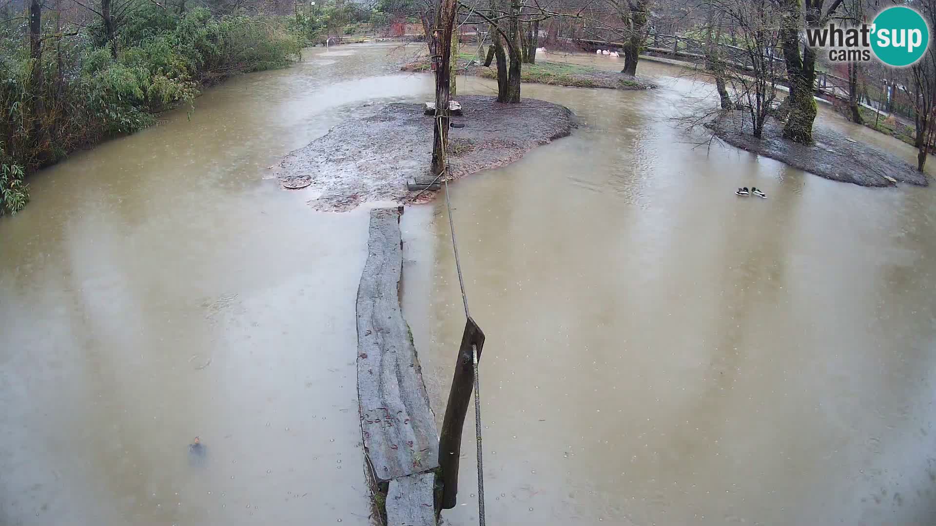 Schwarzweiße Vari Zoo Ljubljana webcam