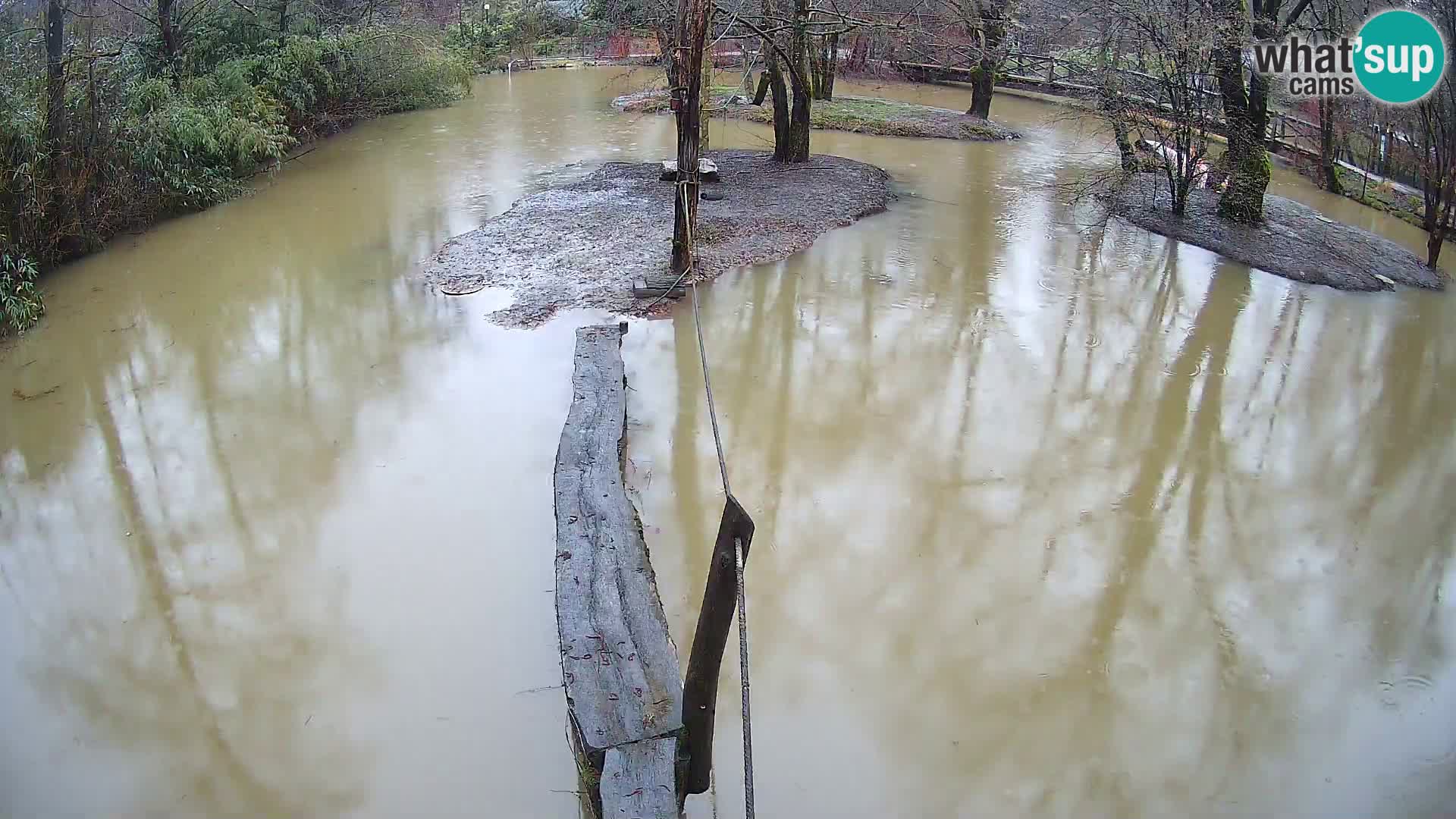 Lémur rufo blanco y negro – Ljubljana Zoo en vivo