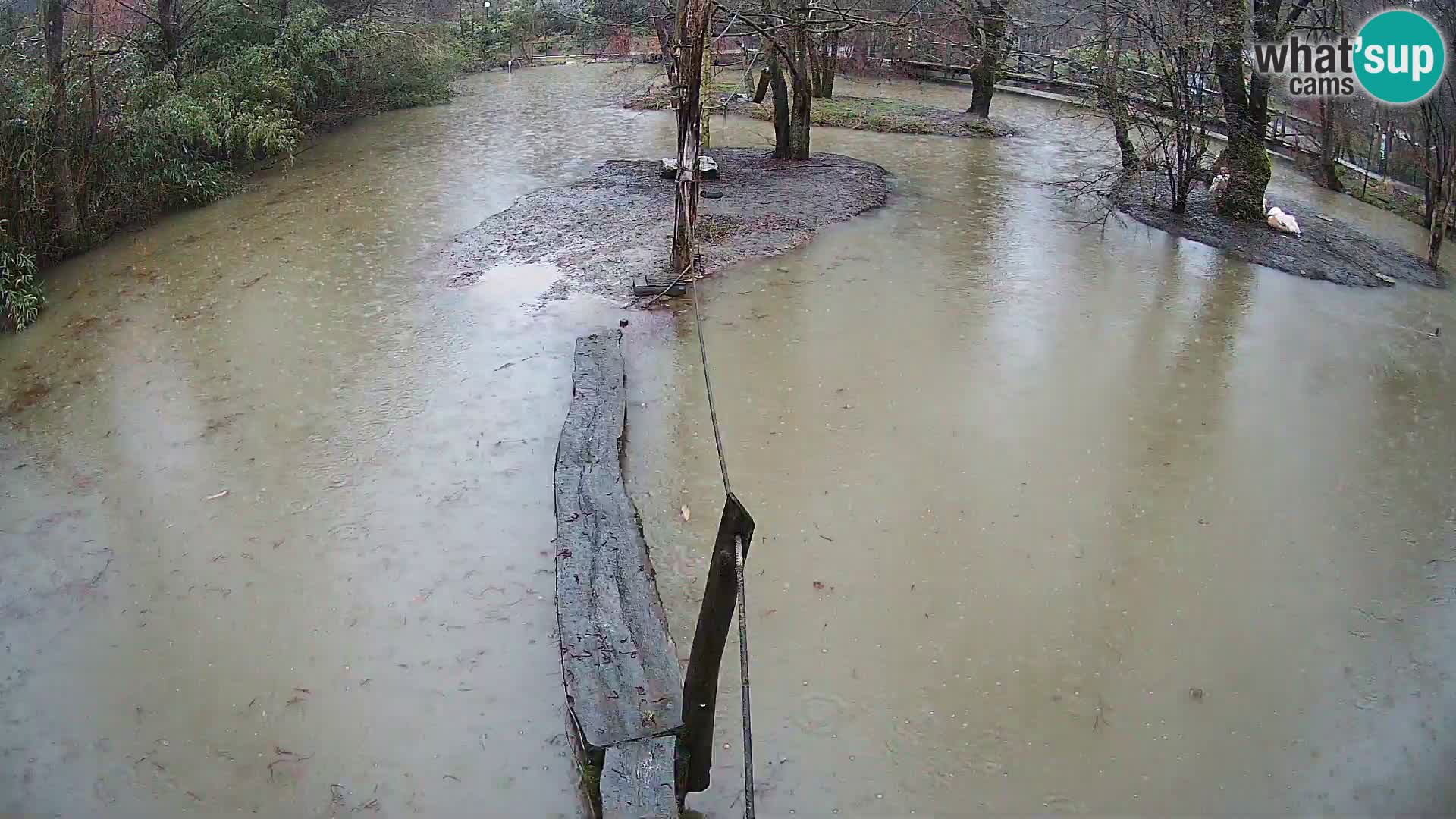 Schwarzweiße Vari Zoo Ljubljana webcam