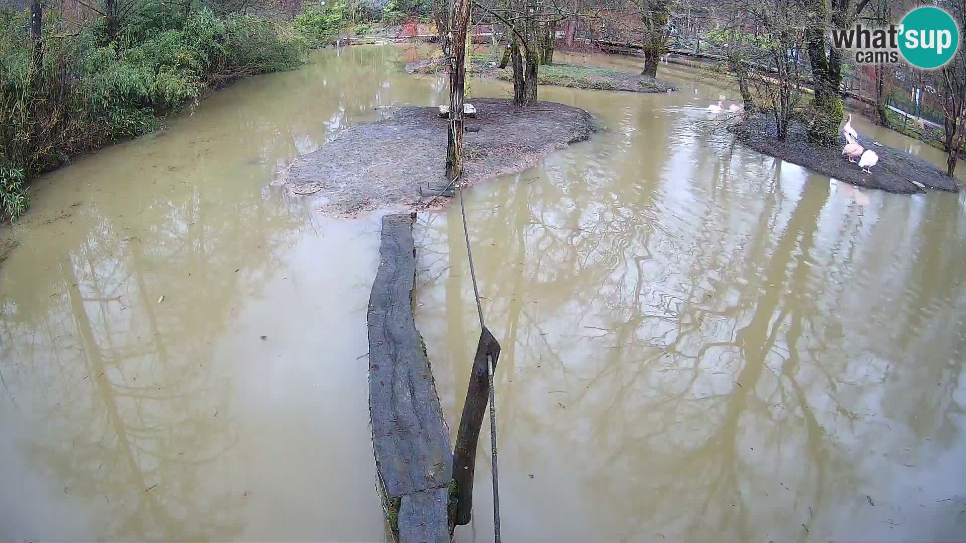 Vari noir et blanc – Ljubljana ZOO  livecam