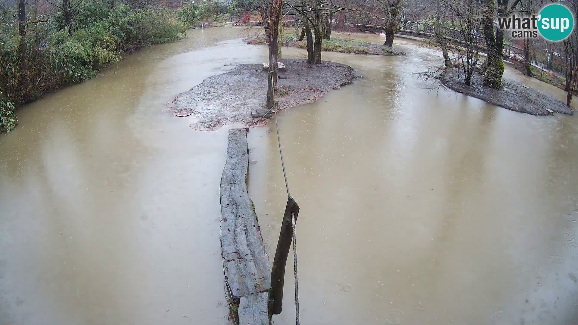 Schwarzweiße Vari Zoo Ljubljana webcam