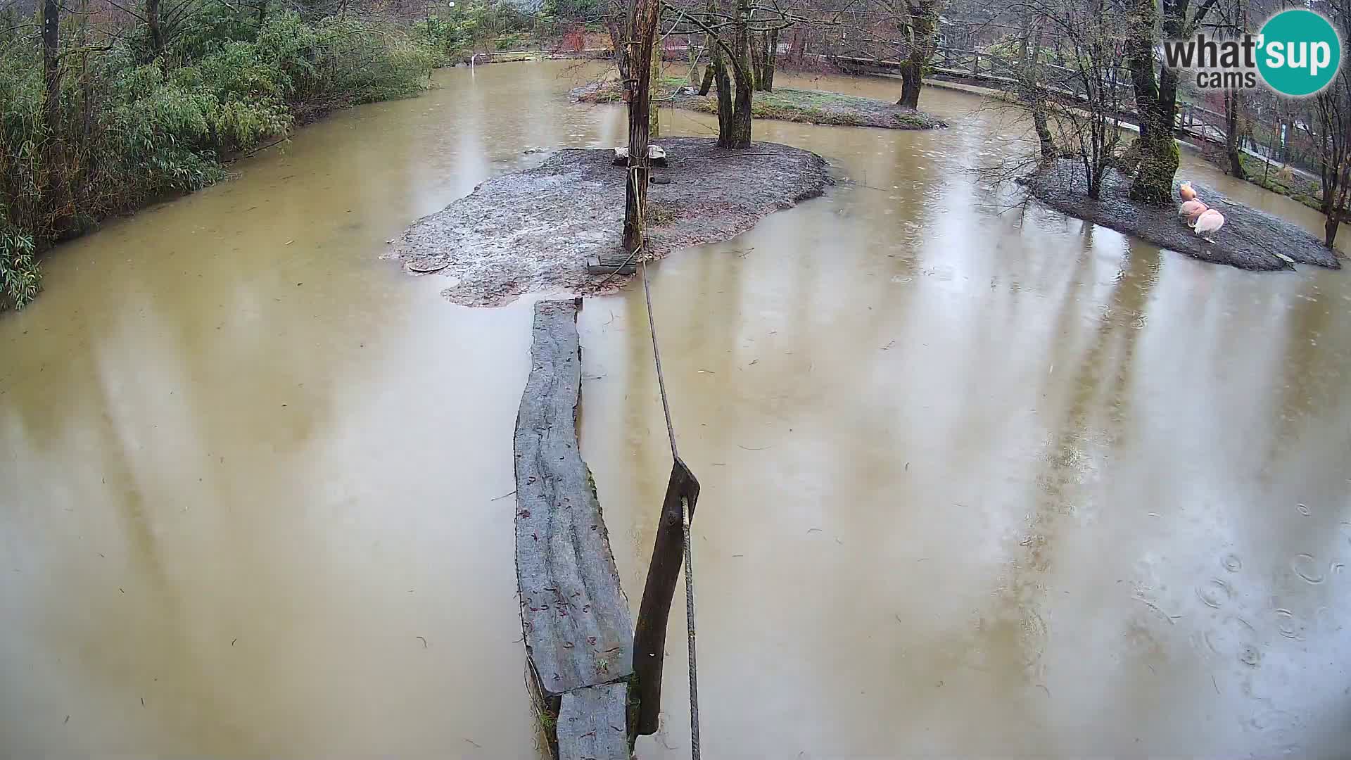 Navadni vari u živo – Ljubljana zoo