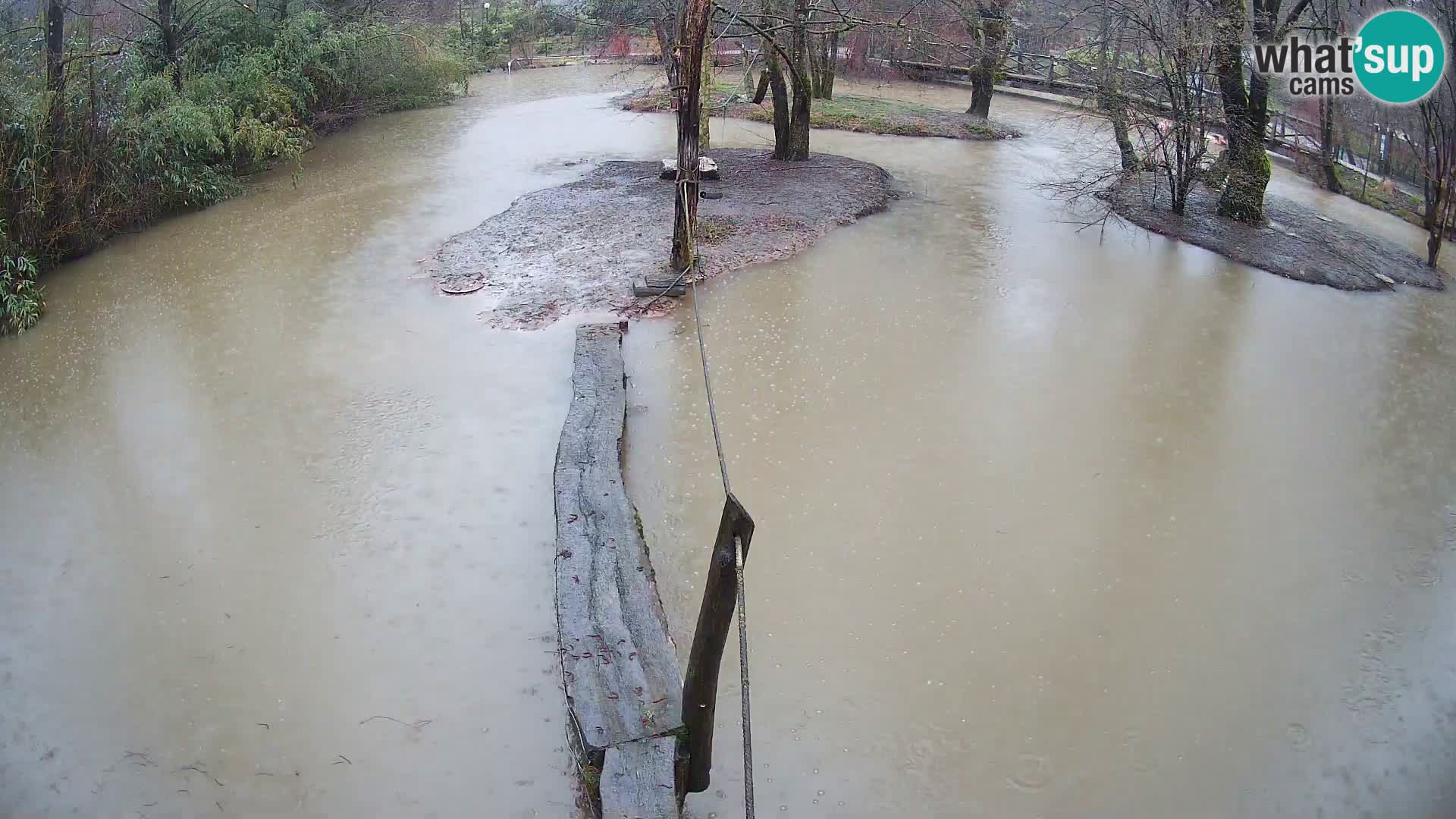 Schwarzweiße Vari Zoo Ljubljana webcam