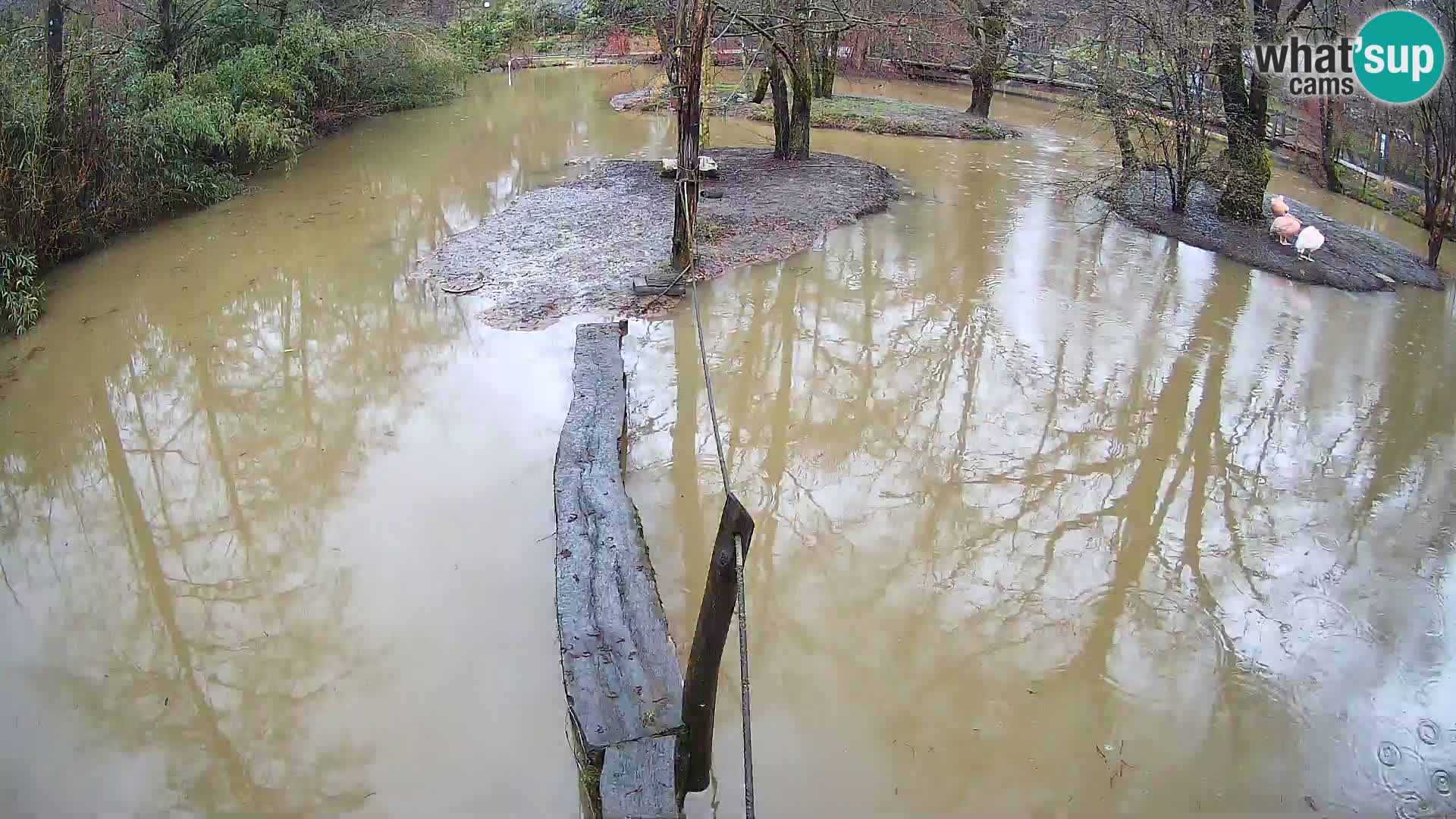 Lémur rufo blanco y negro – Ljubljana Zoo en vivo