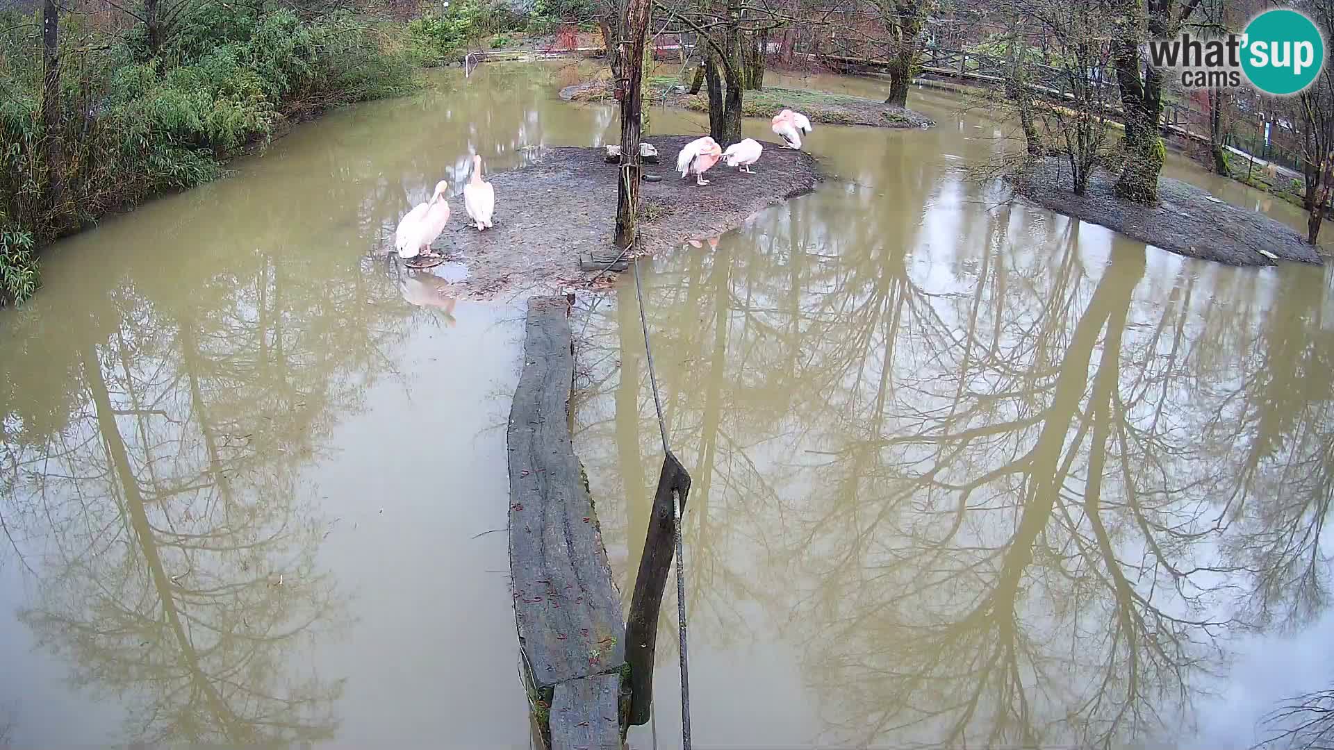 Navadni vari u živo – Ljubljana zoo