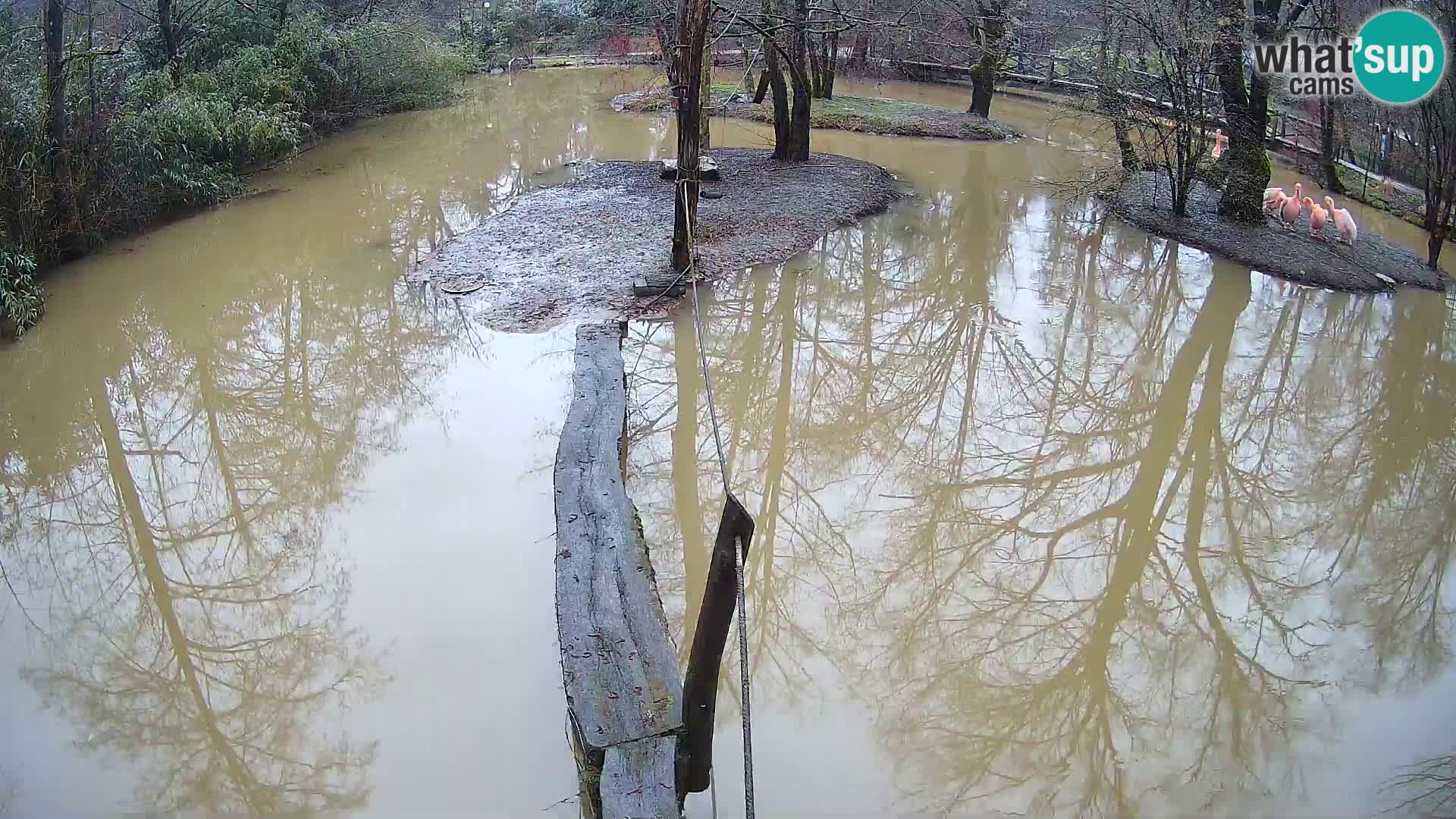 Vari bianconero Zoo Ljubljana webcam