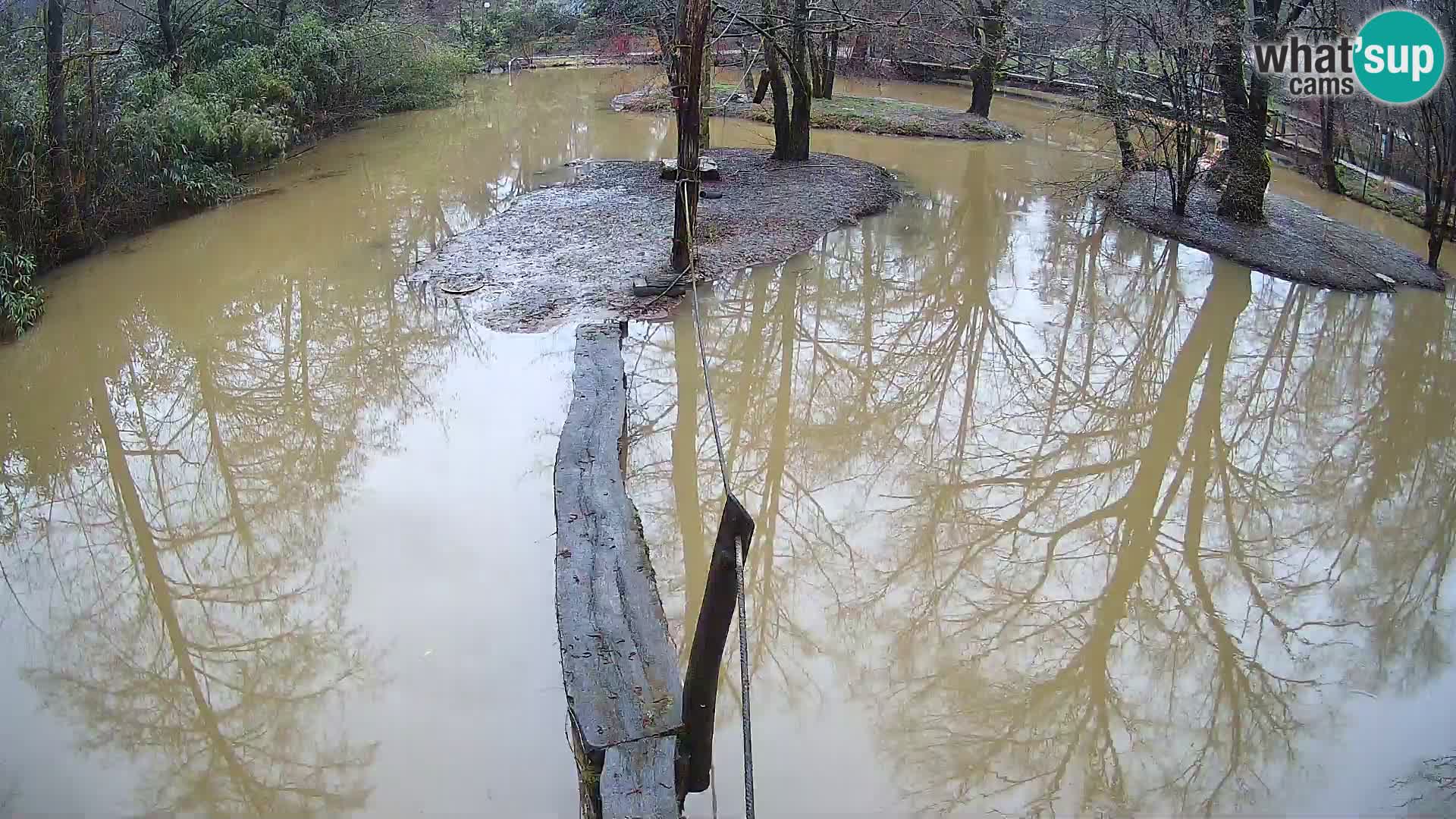 Vari bianconero Zoo Ljubljana webcam