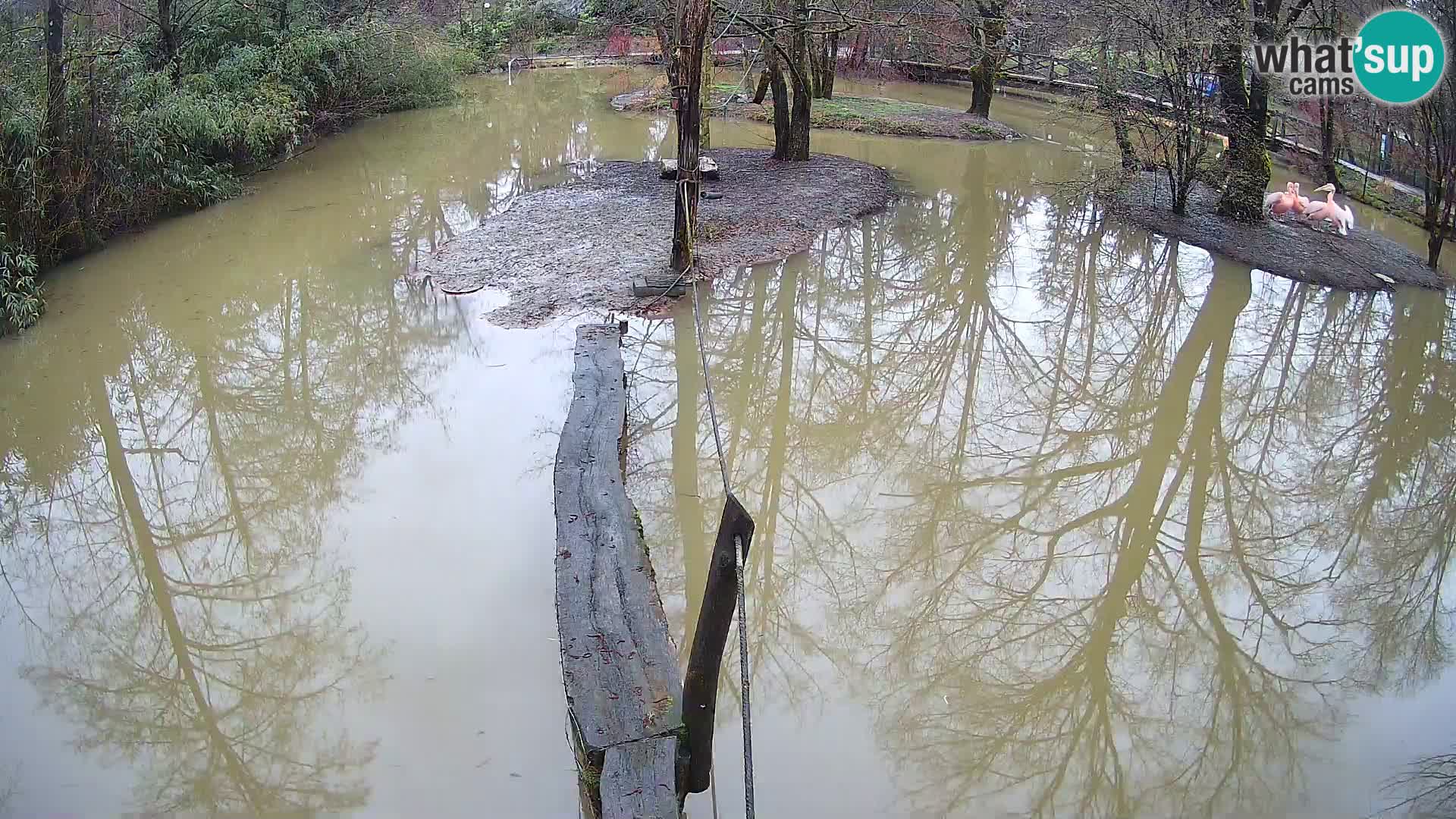 Lémur rufo blanco y negro – Ljubljana Zoo en vivo