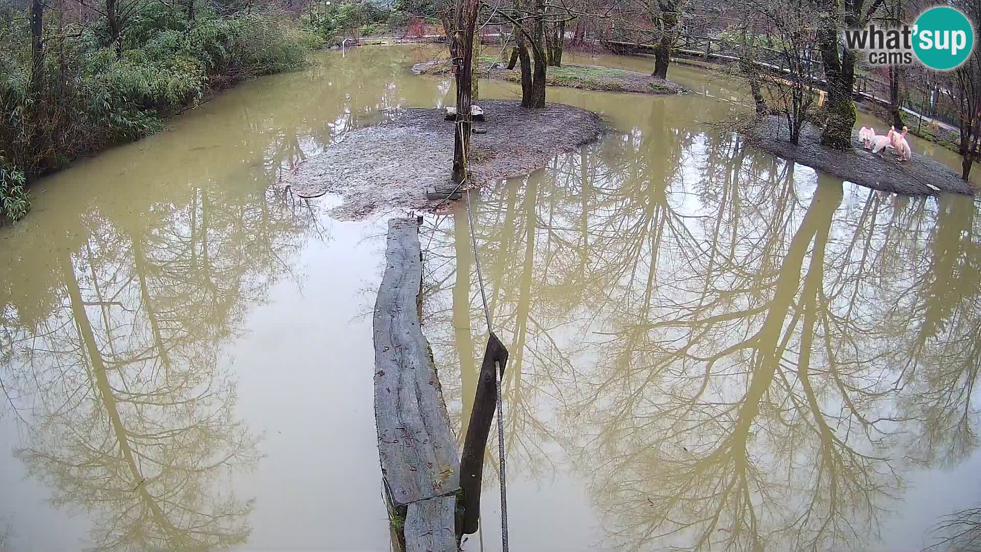 Lémur rufo blanco y negro – Ljubljana Zoo en vivo