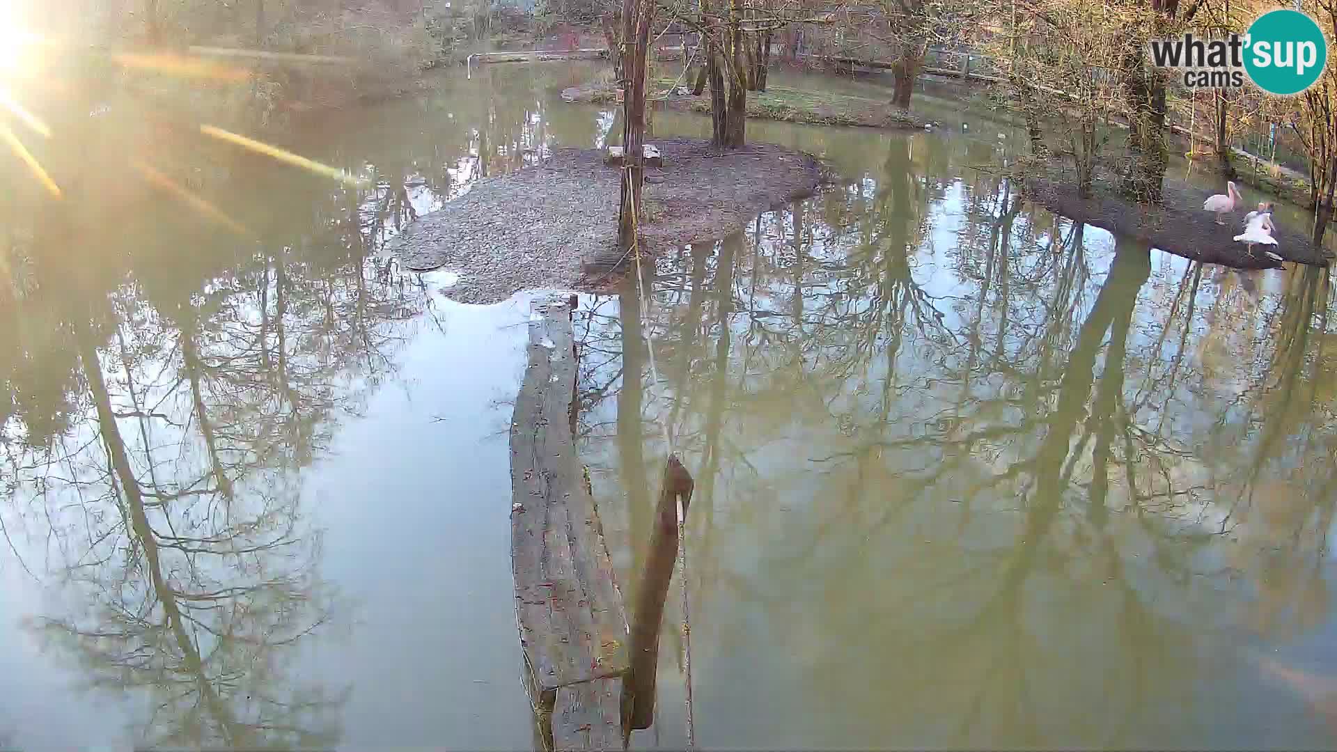 Black and white ruffed lemur Ljubljana Zoo live cam