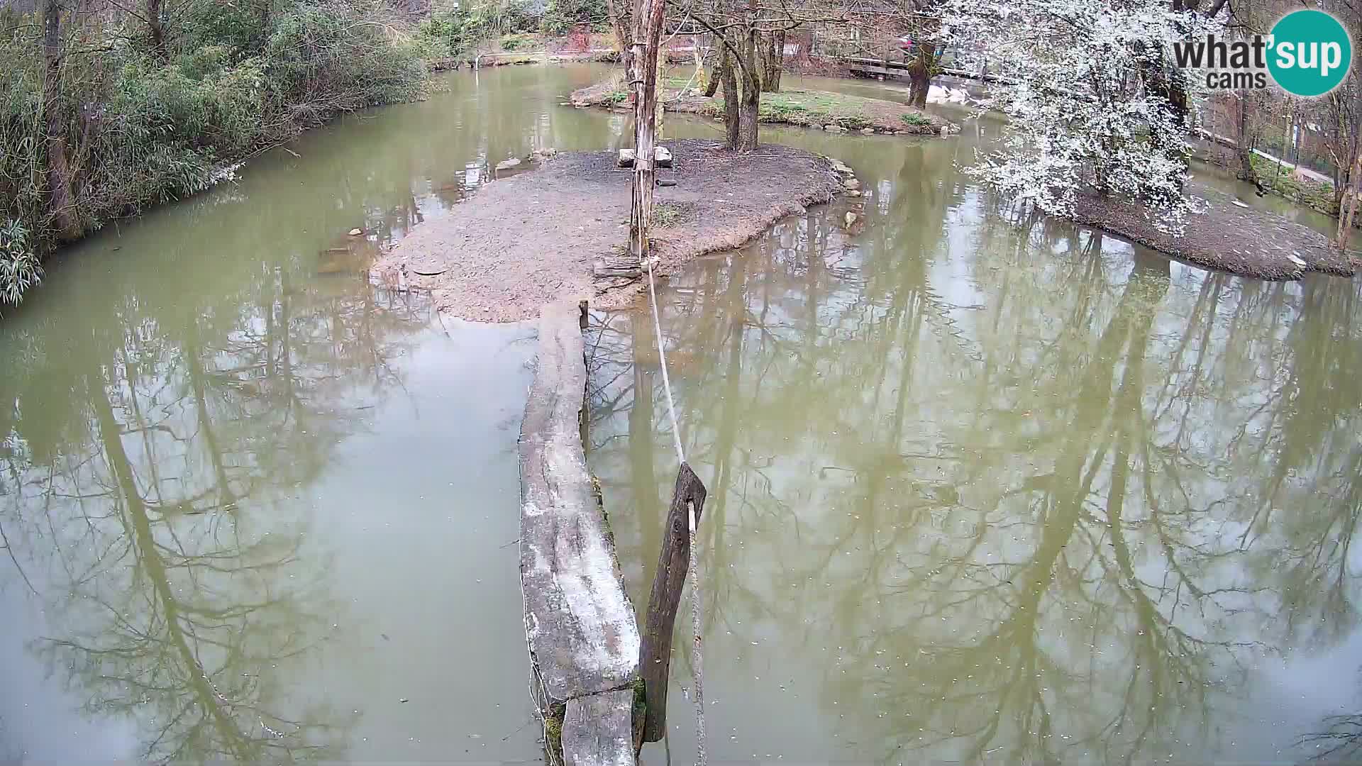 Vari bianconero Zoo Ljubljana webcam