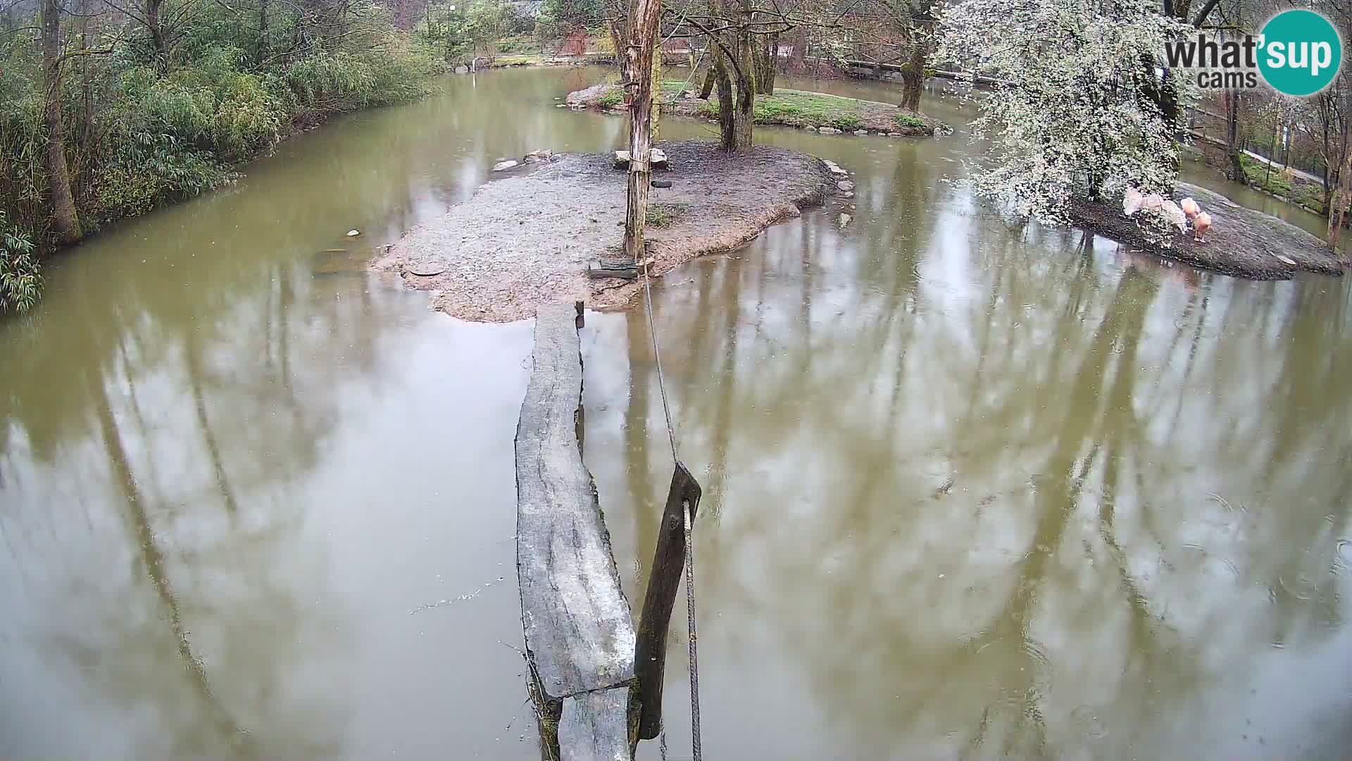 Vari noir et blanc – Ljubljana ZOO  livecam