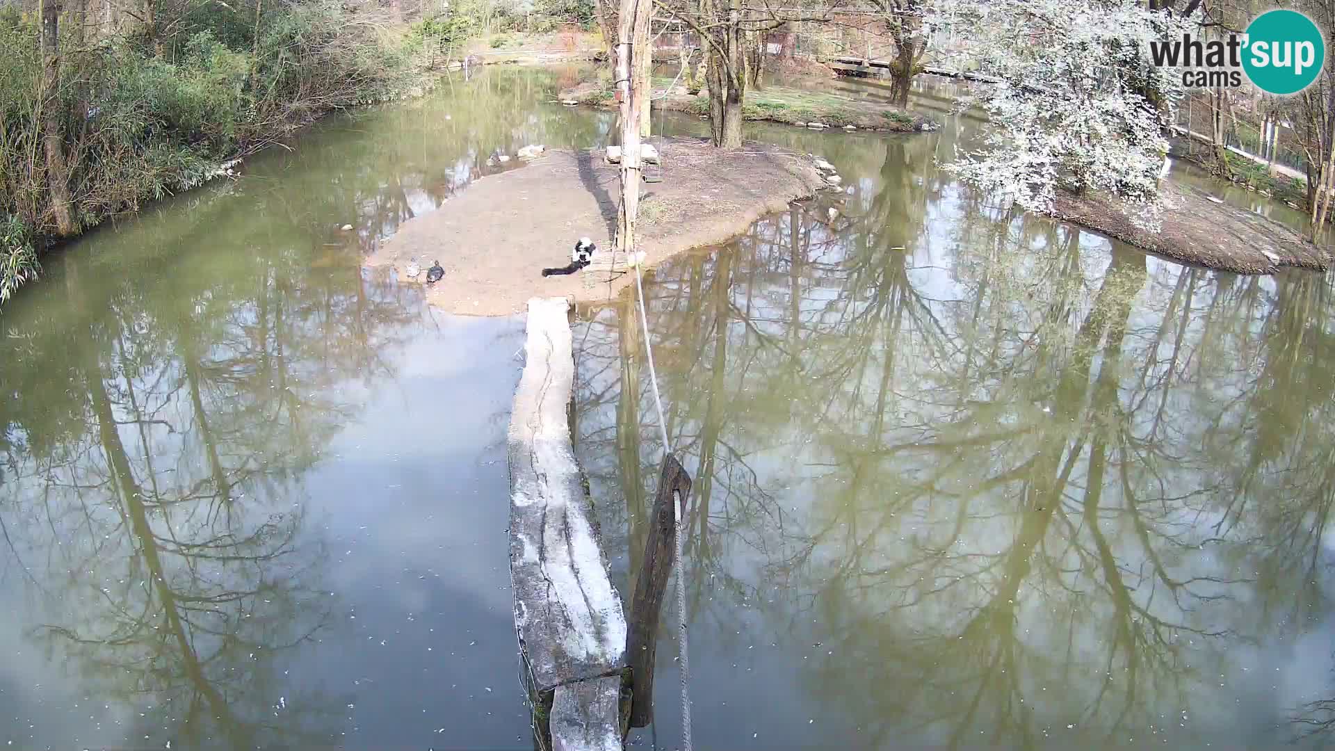 Lémur rufo blanco y negro – Ljubljana Zoo en vivo