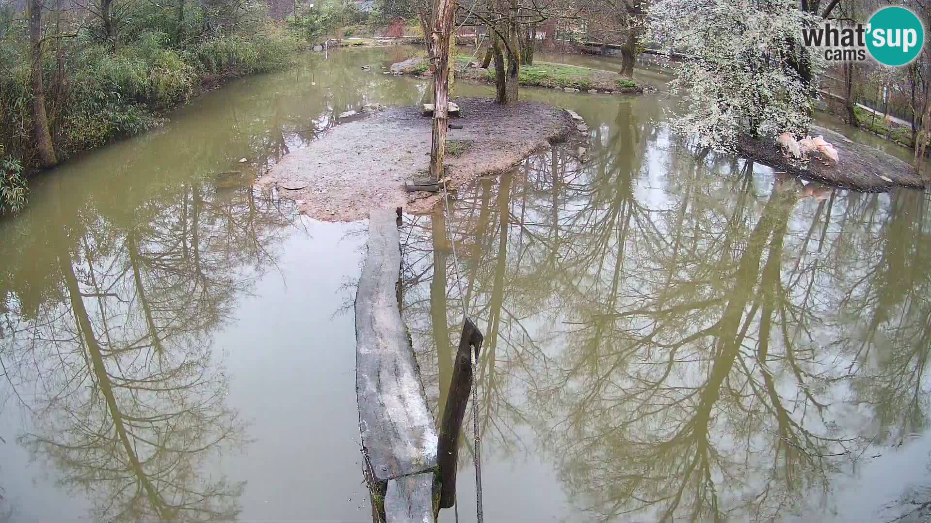 Navadni vari u živo – Ljubljana zoo