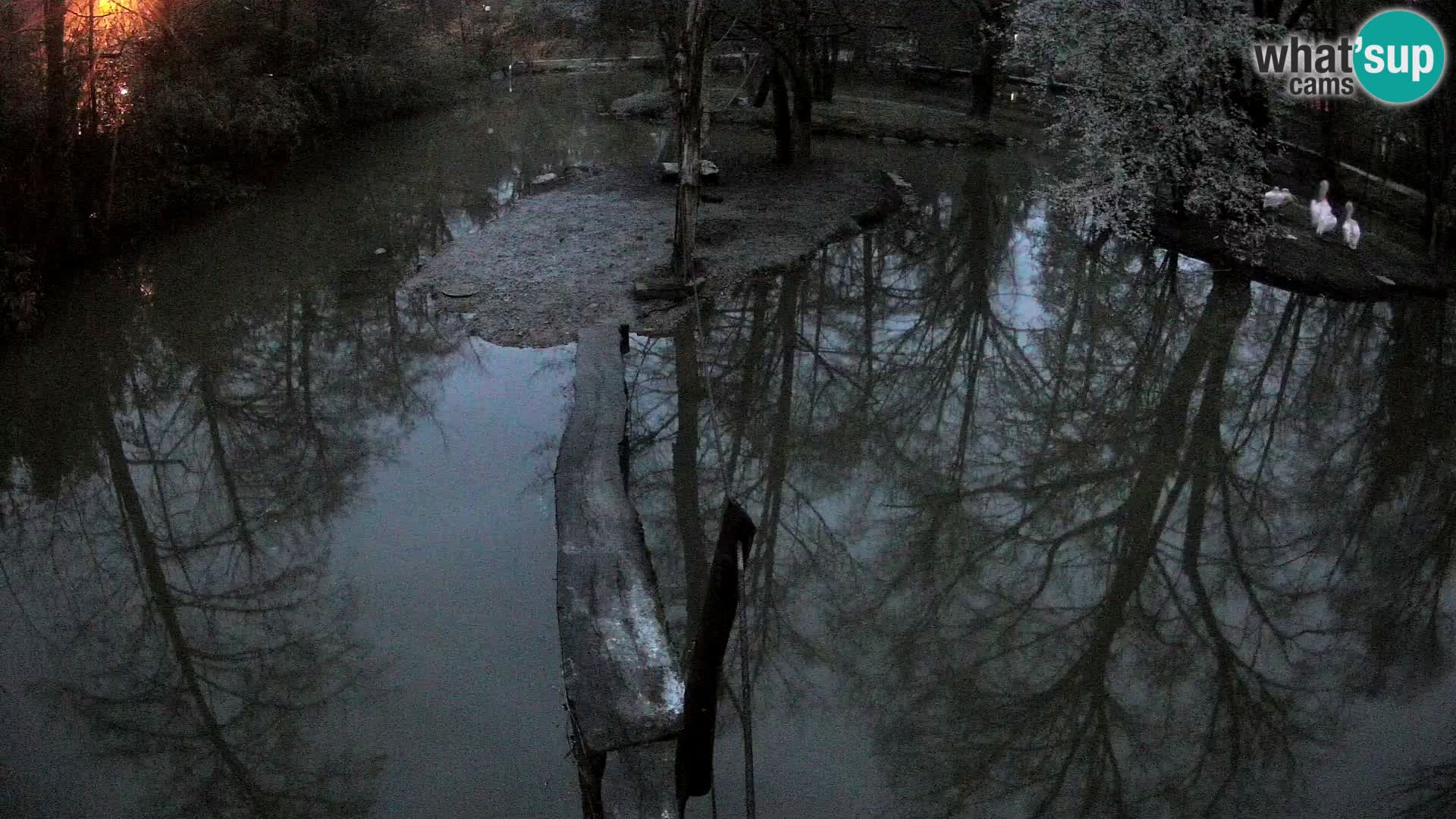 Vari bianconero Zoo Ljubljana webcam