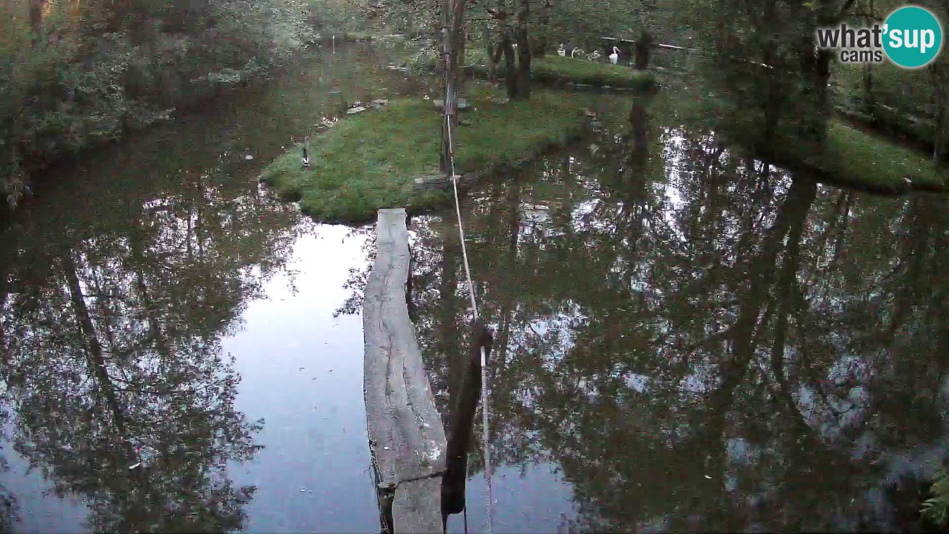 Vari noir et blanc – Ljubljana ZOO  livecam