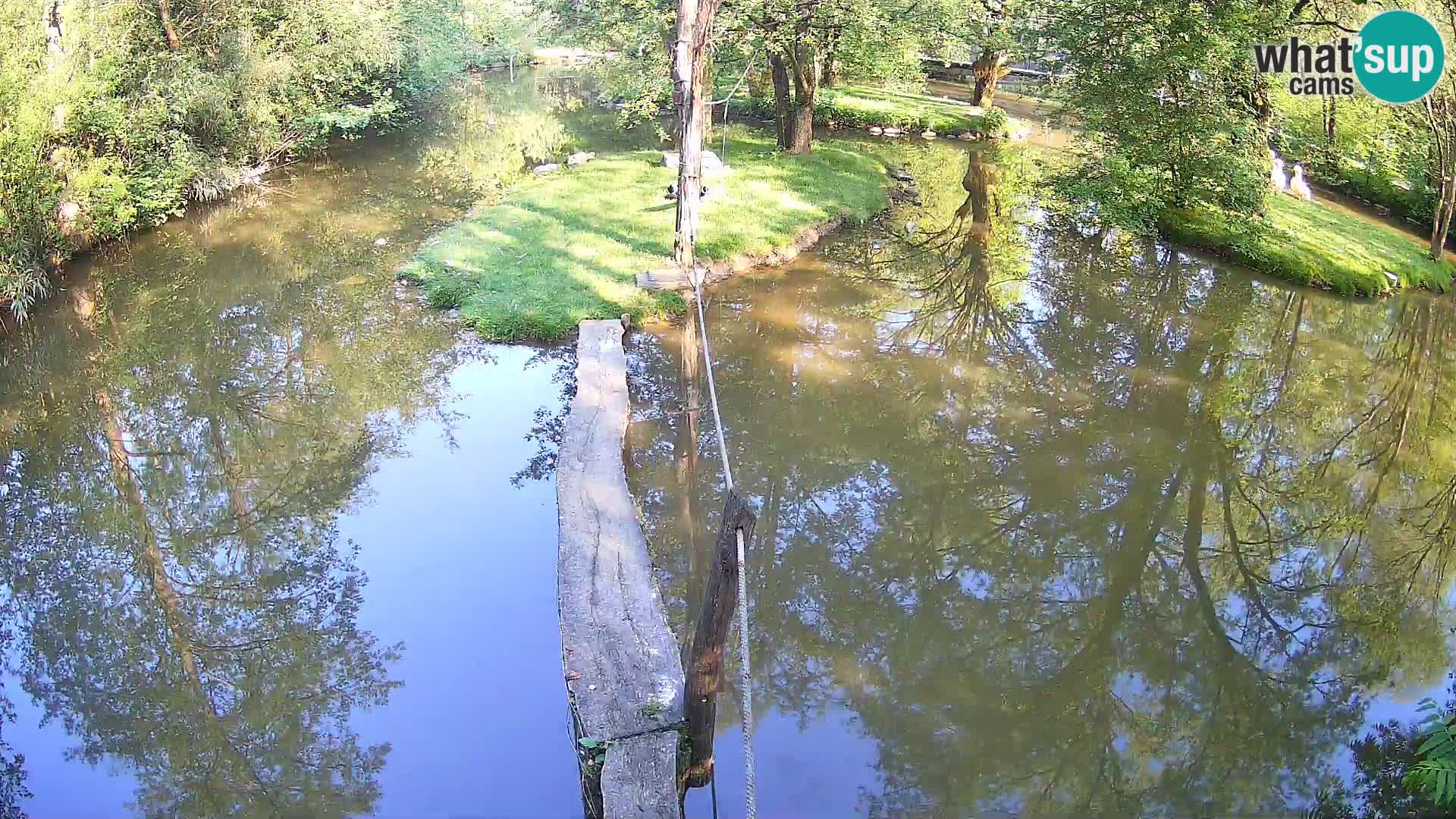 Vari noir et blanc – Ljubljana ZOO  livecam