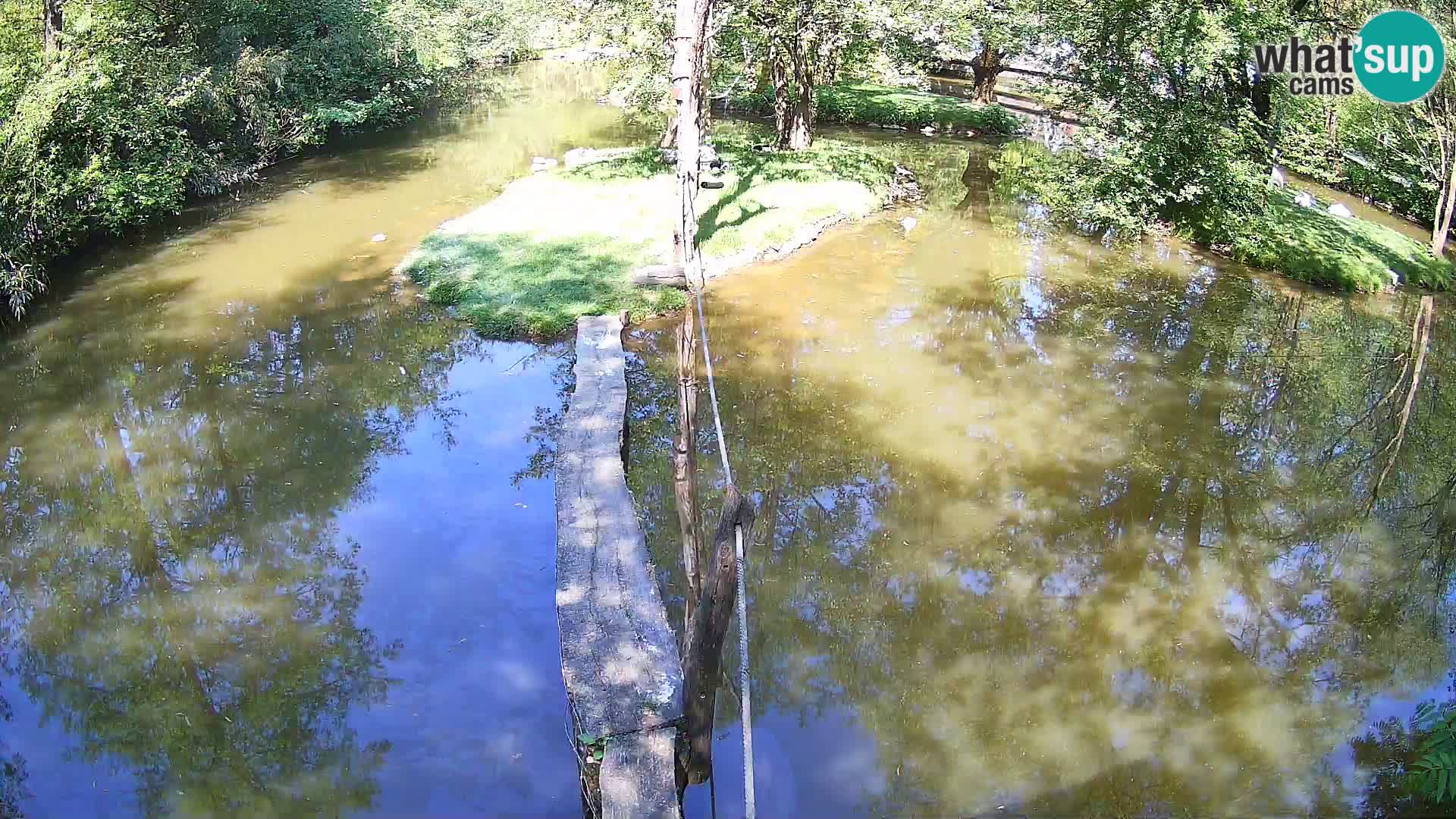 Schwarzweiße Vari Zoo Ljubljana webcam