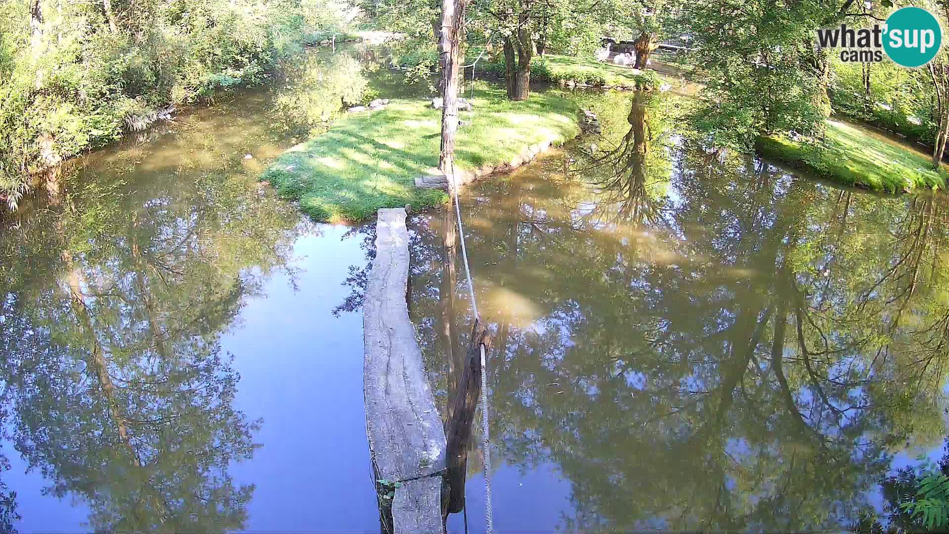 Schwarzweiße Vari Zoo Ljubljana webcam
