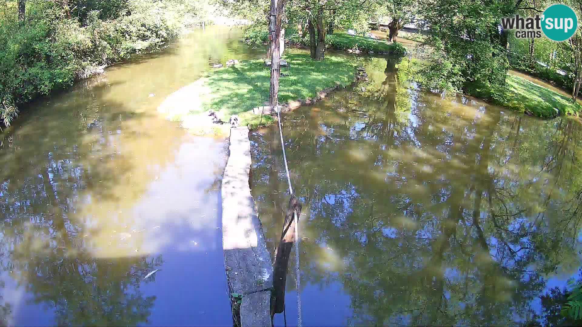 Vari bianconero Zoo Ljubljana webcam