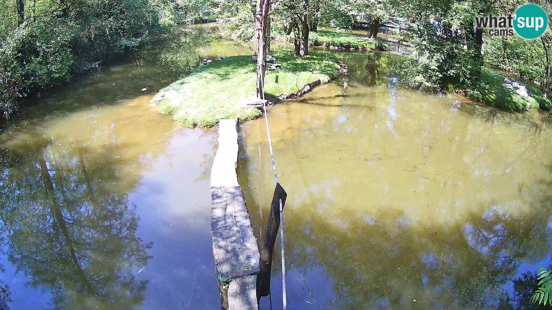 Navadni vari v živo – Ljubljana živalski vrt