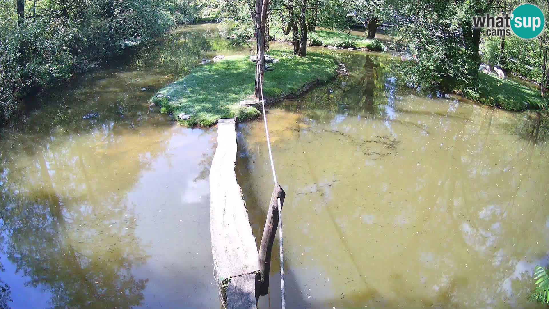 Vari bianconero Zoo Ljubljana webcam