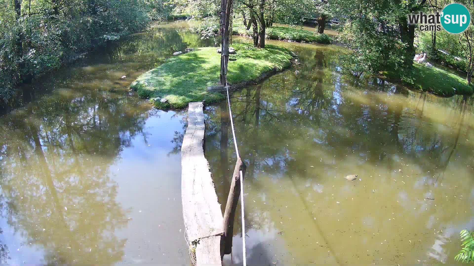 Schwarzweiße Vari Zoo Ljubljana webcam