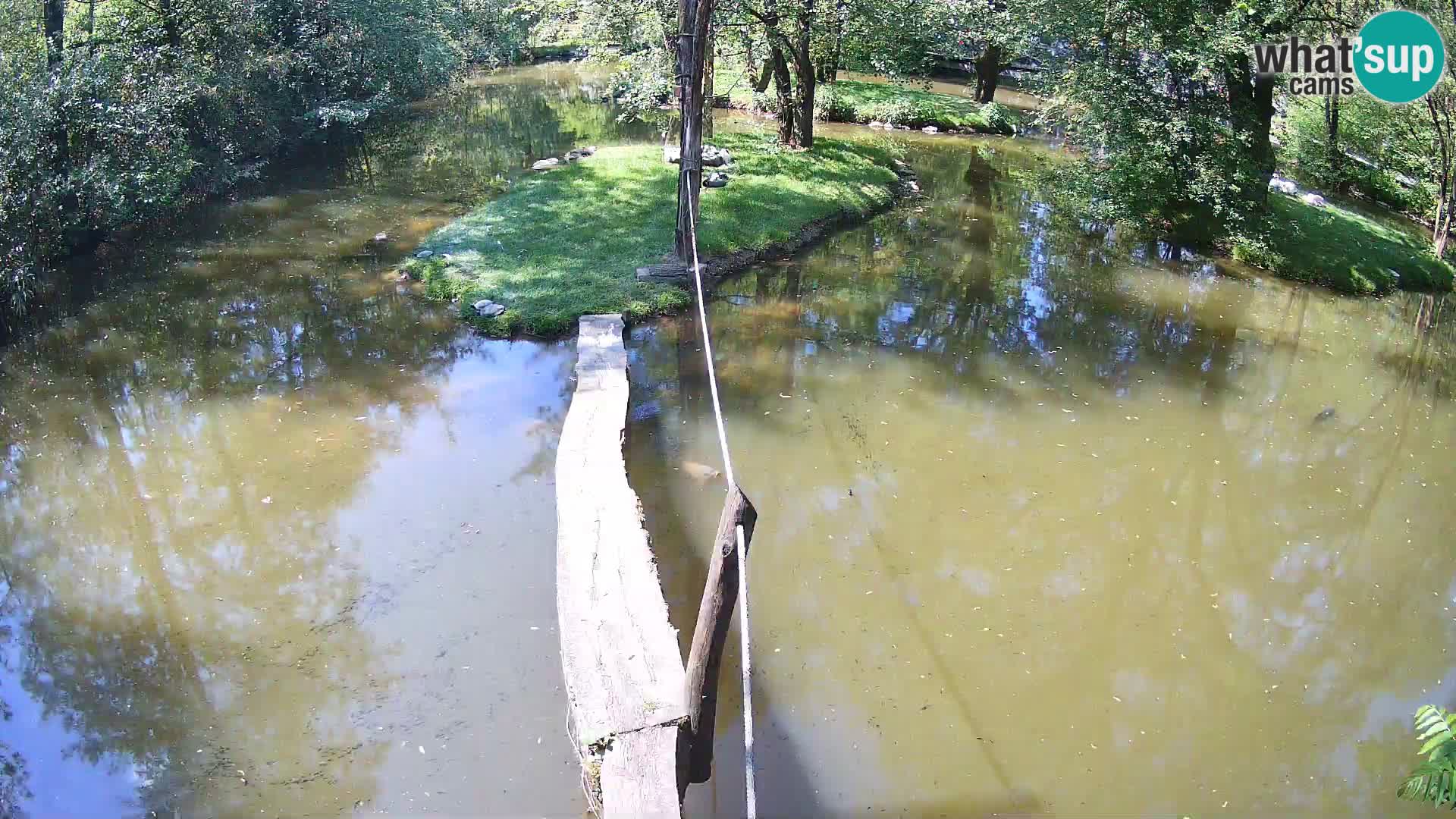 Vari bianconero Zoo Ljubljana webcam