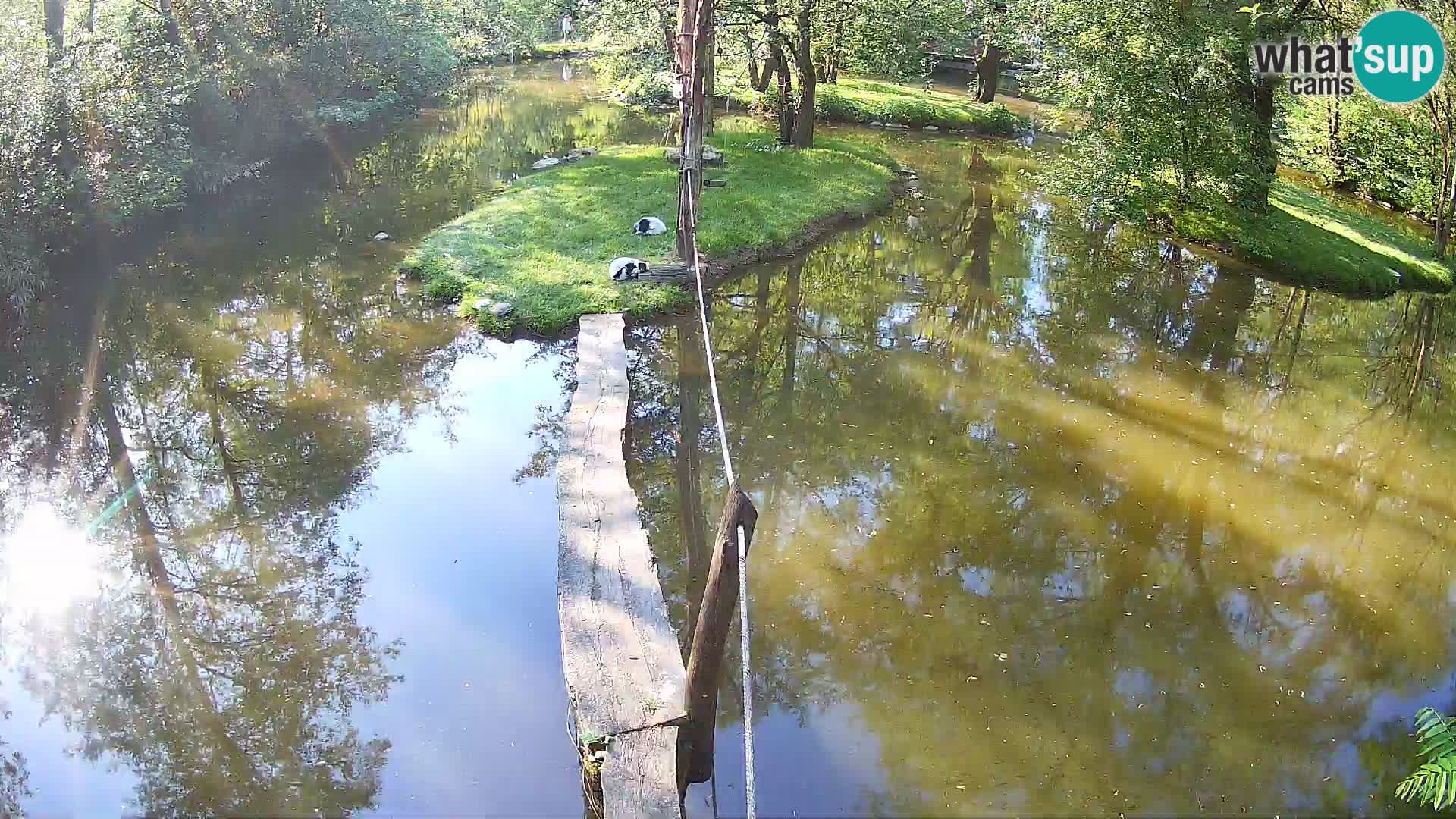 Vari noir et blanc – Ljubljana ZOO  livecam
