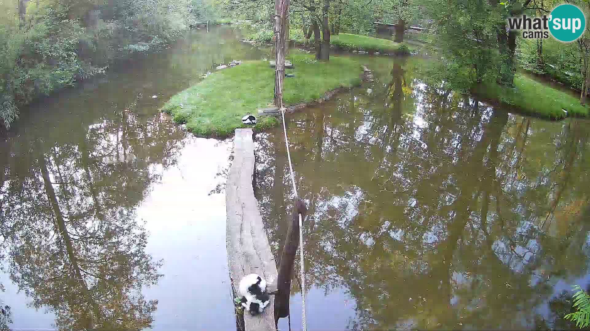 Navadni vari u živo – Ljubljana zoo