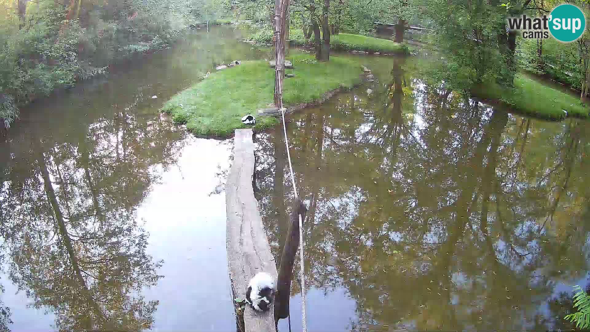Navadni vari u živo – Ljubljana zoo