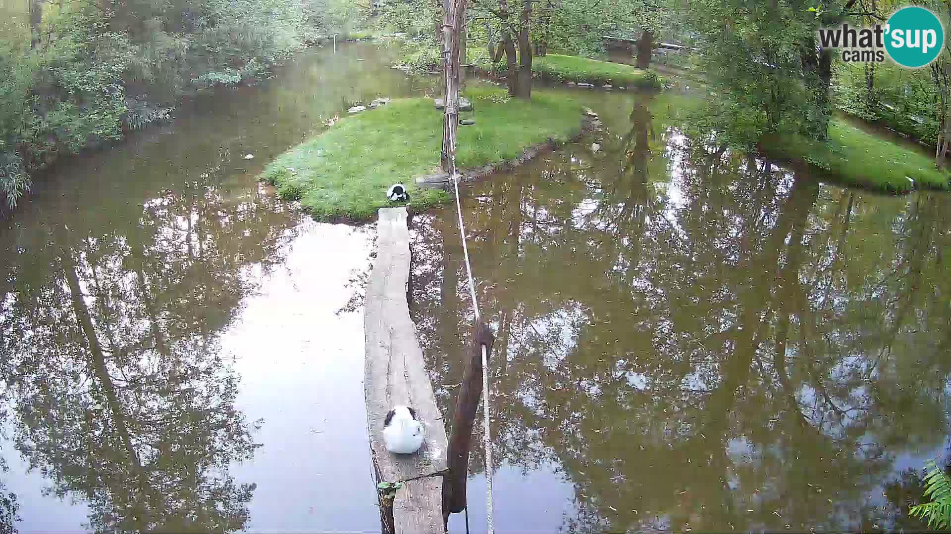 Vari noir et blanc – Ljubljana ZOO  livecam