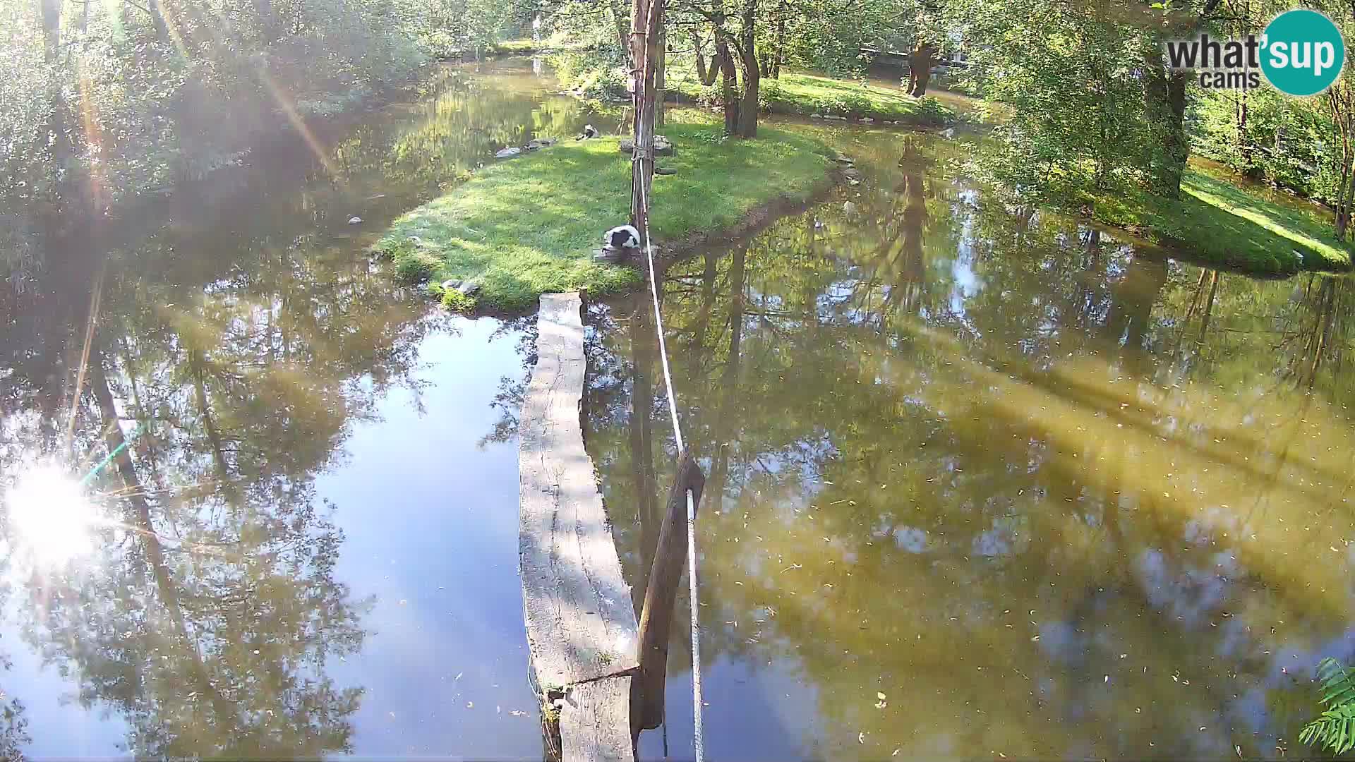 Vari noir et blanc – Ljubljana ZOO  livecam