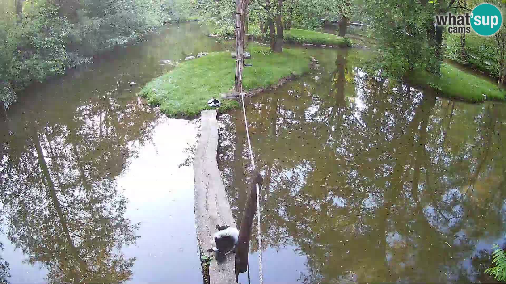 Vari bianconero Zoo Ljubljana webcam