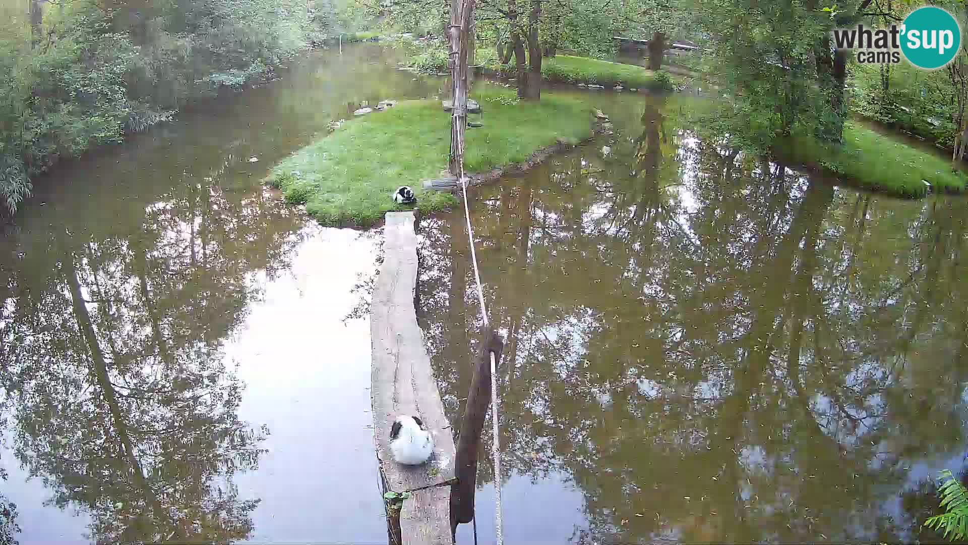 Navadni vari u živo – Ljubljana zoo