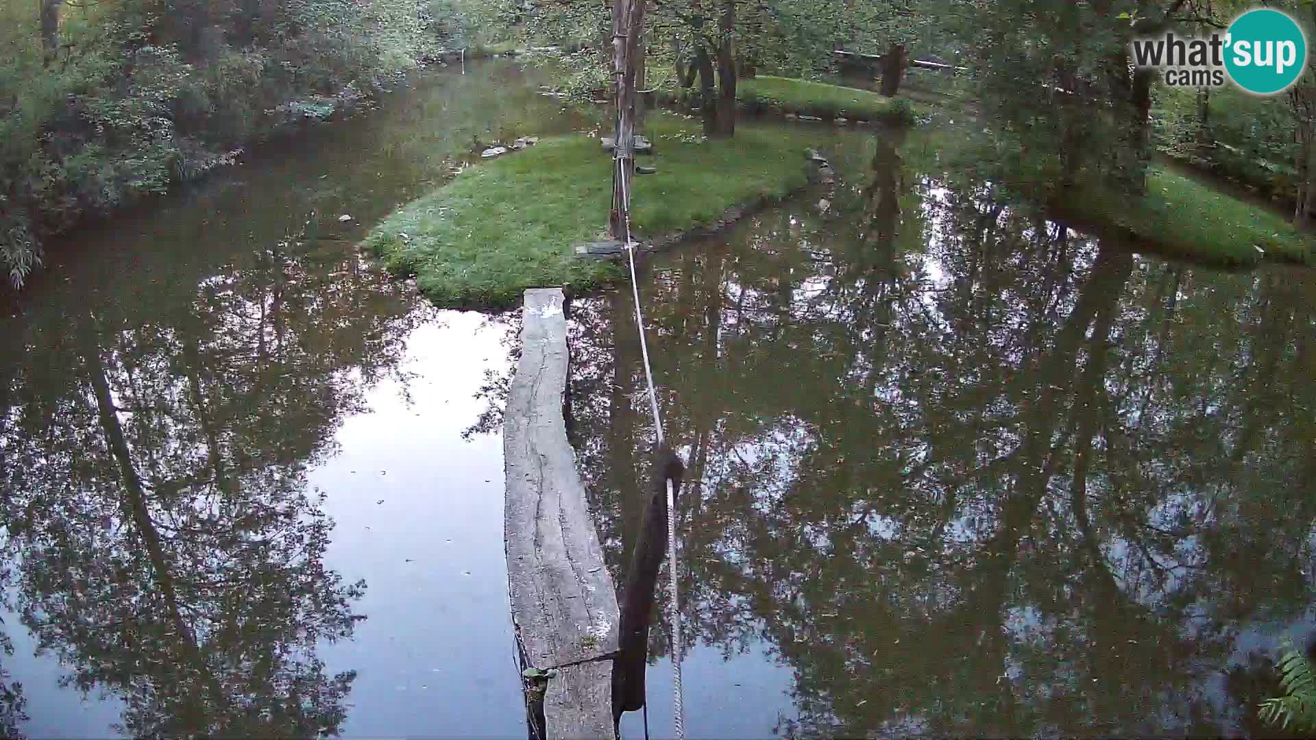 Navadni vari u živo – Ljubljana zoo