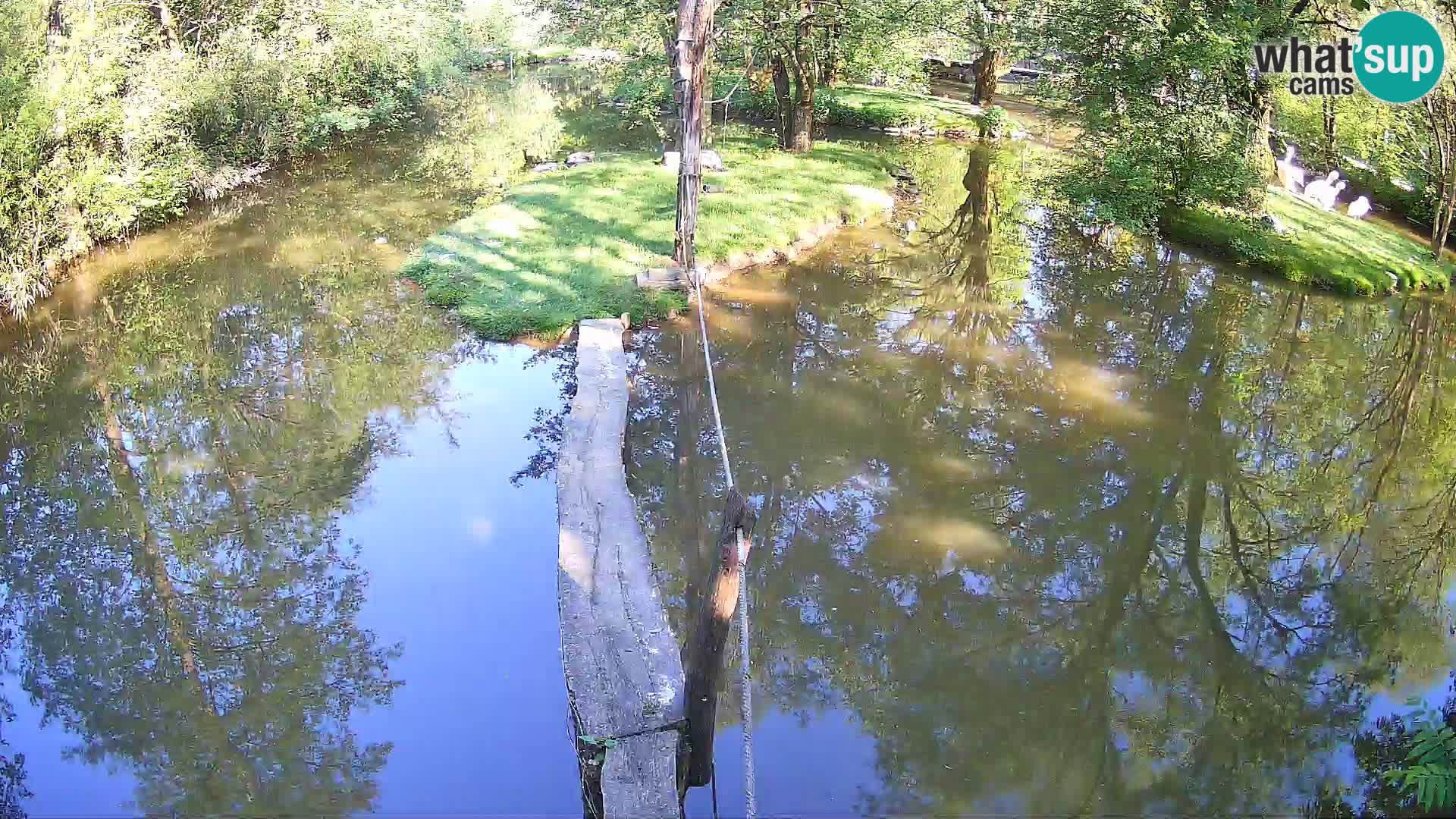 Vari noir et blanc – Ljubljana ZOO  livecam