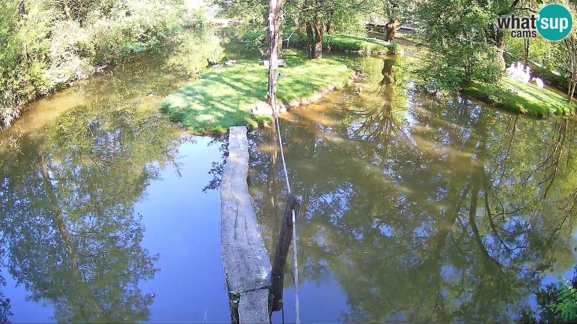 Schwarzweiße Vari Zoo Ljubljana webcam