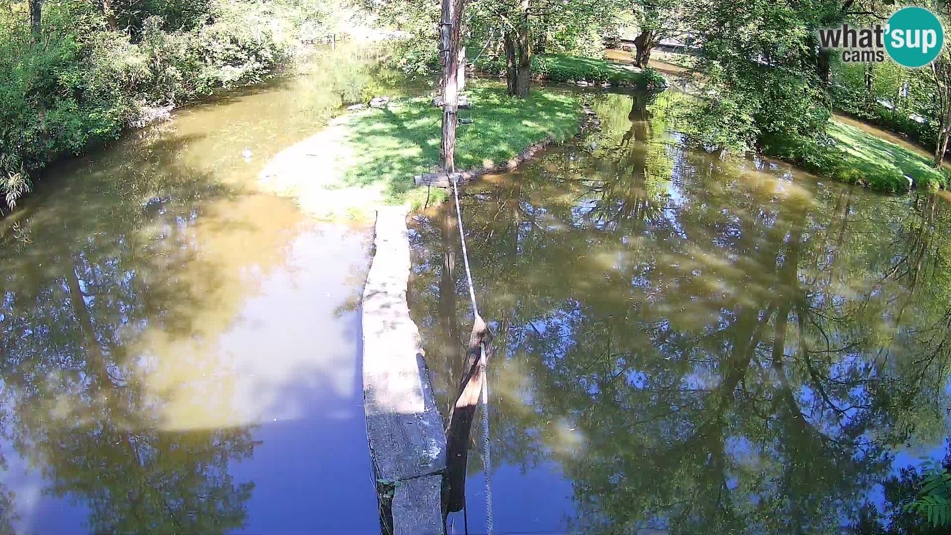 Vari bianconero Zoo Ljubljana webcam
