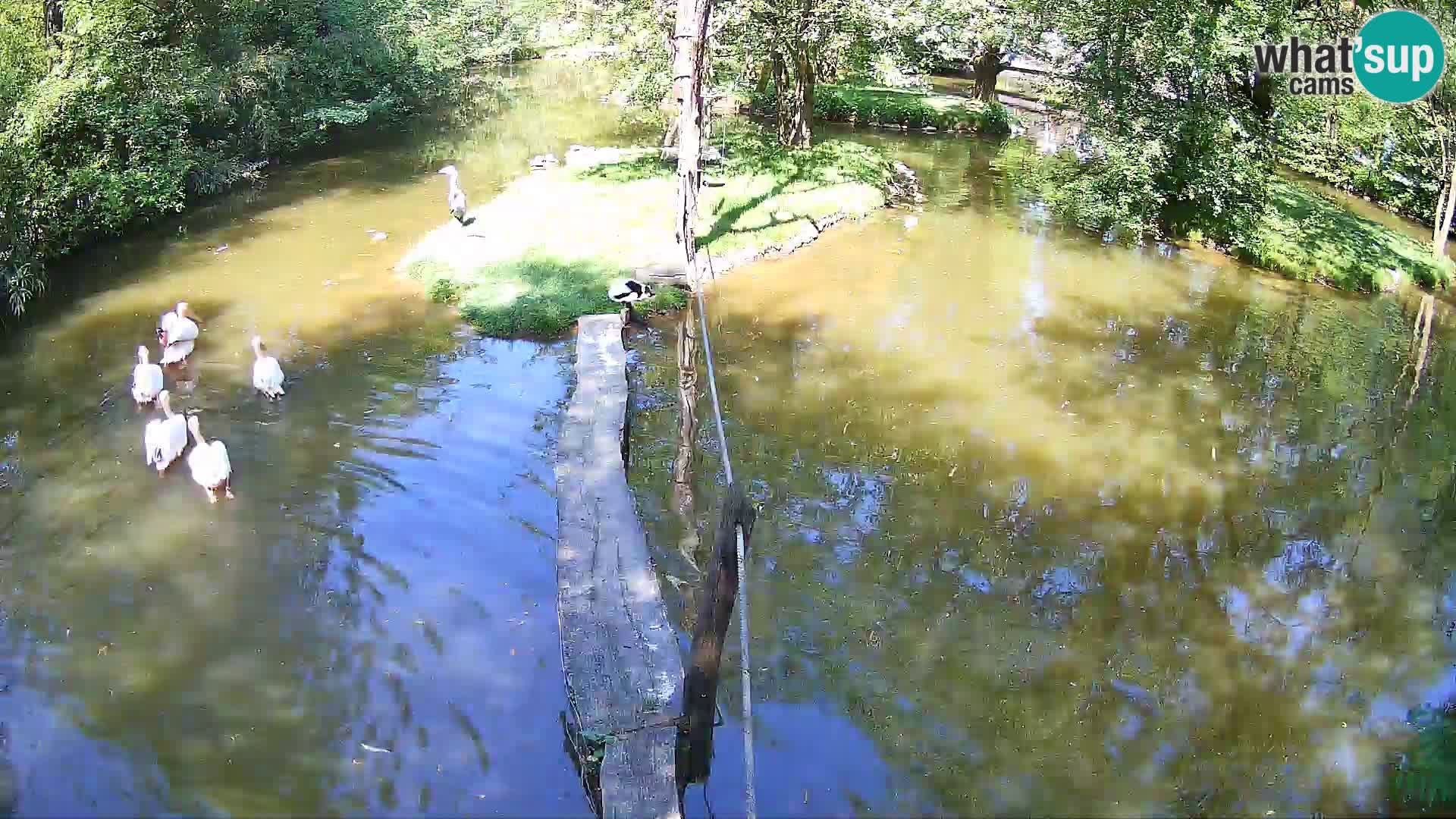 Vari bianconero Zoo Ljubljana webcam