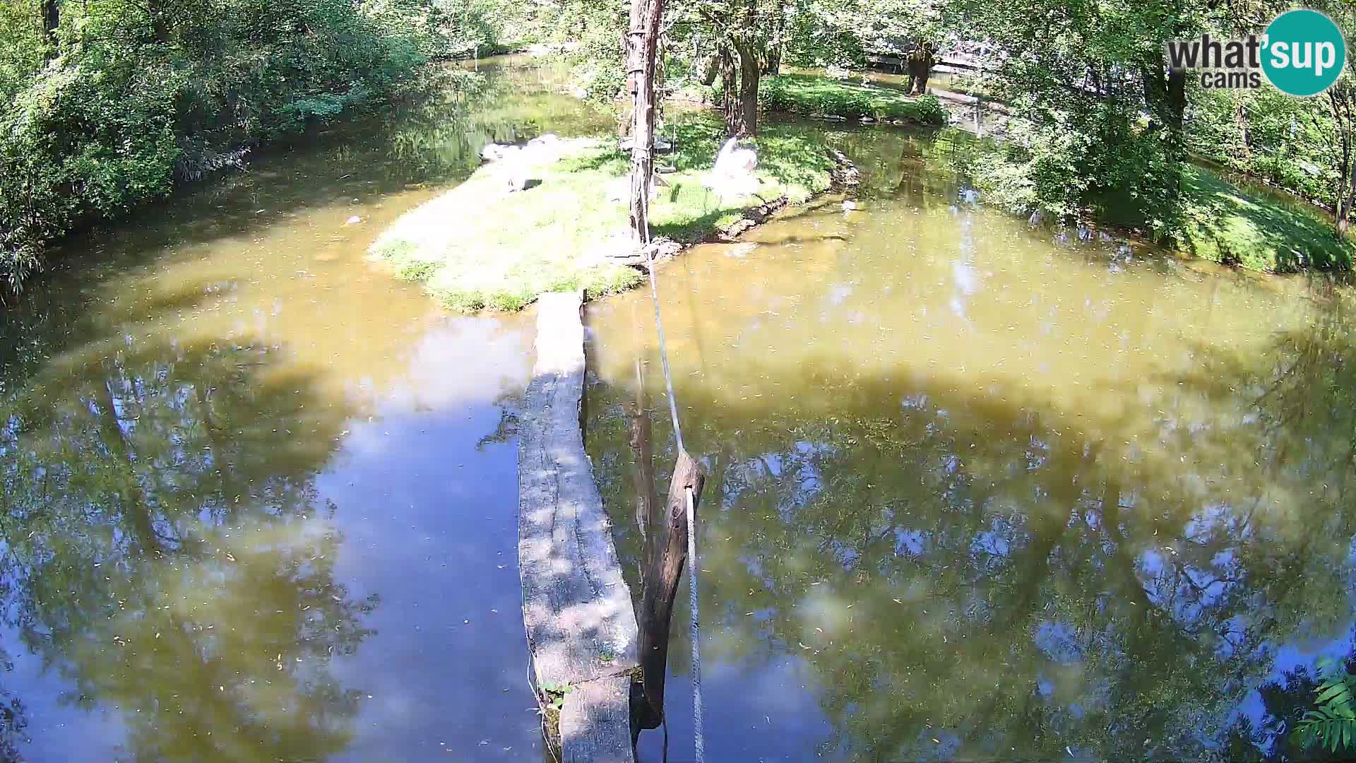 Schwarzweiße Vari Zoo Ljubljana webcam