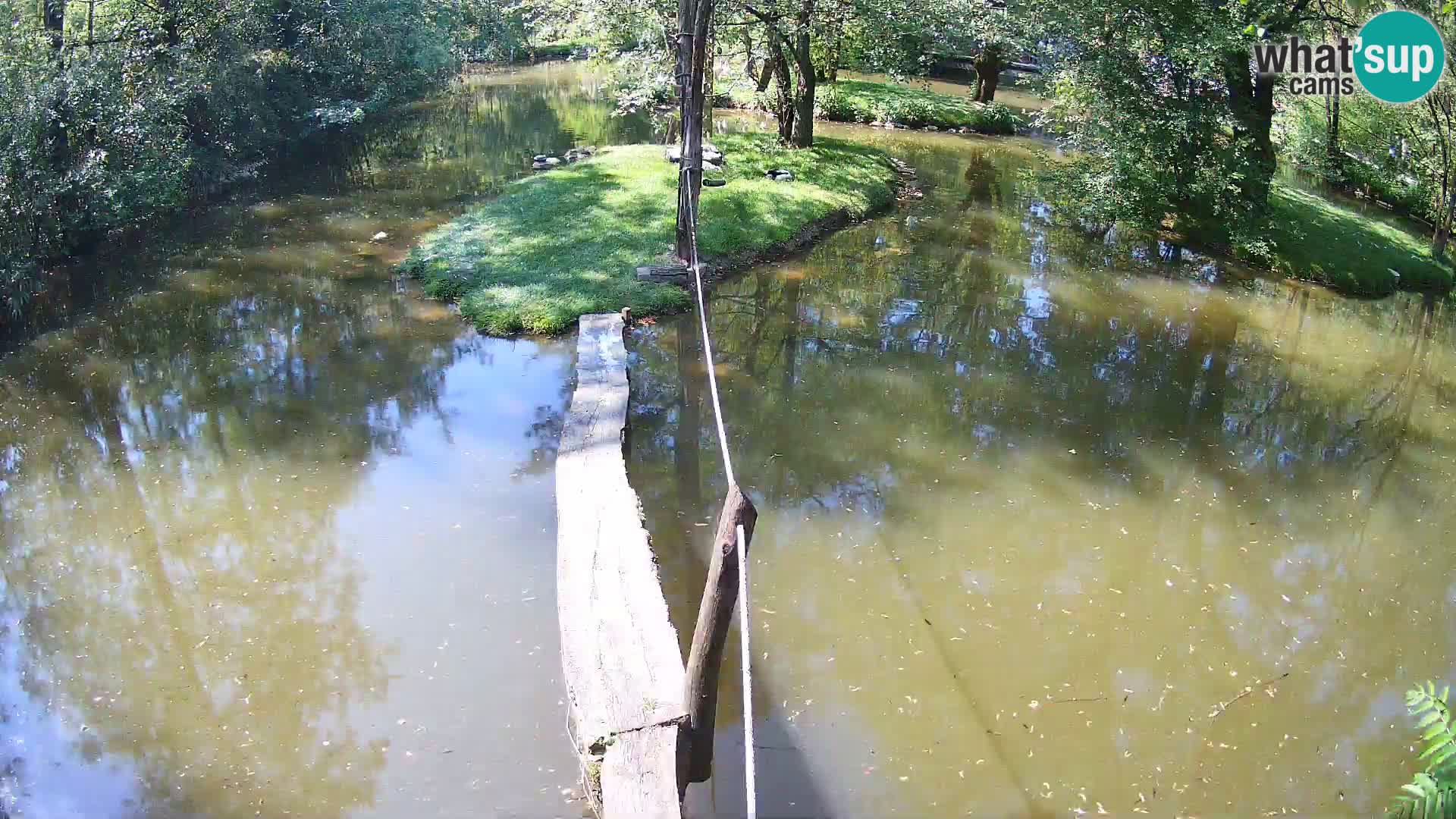 Vari bianconero Zoo Ljubljana webcam