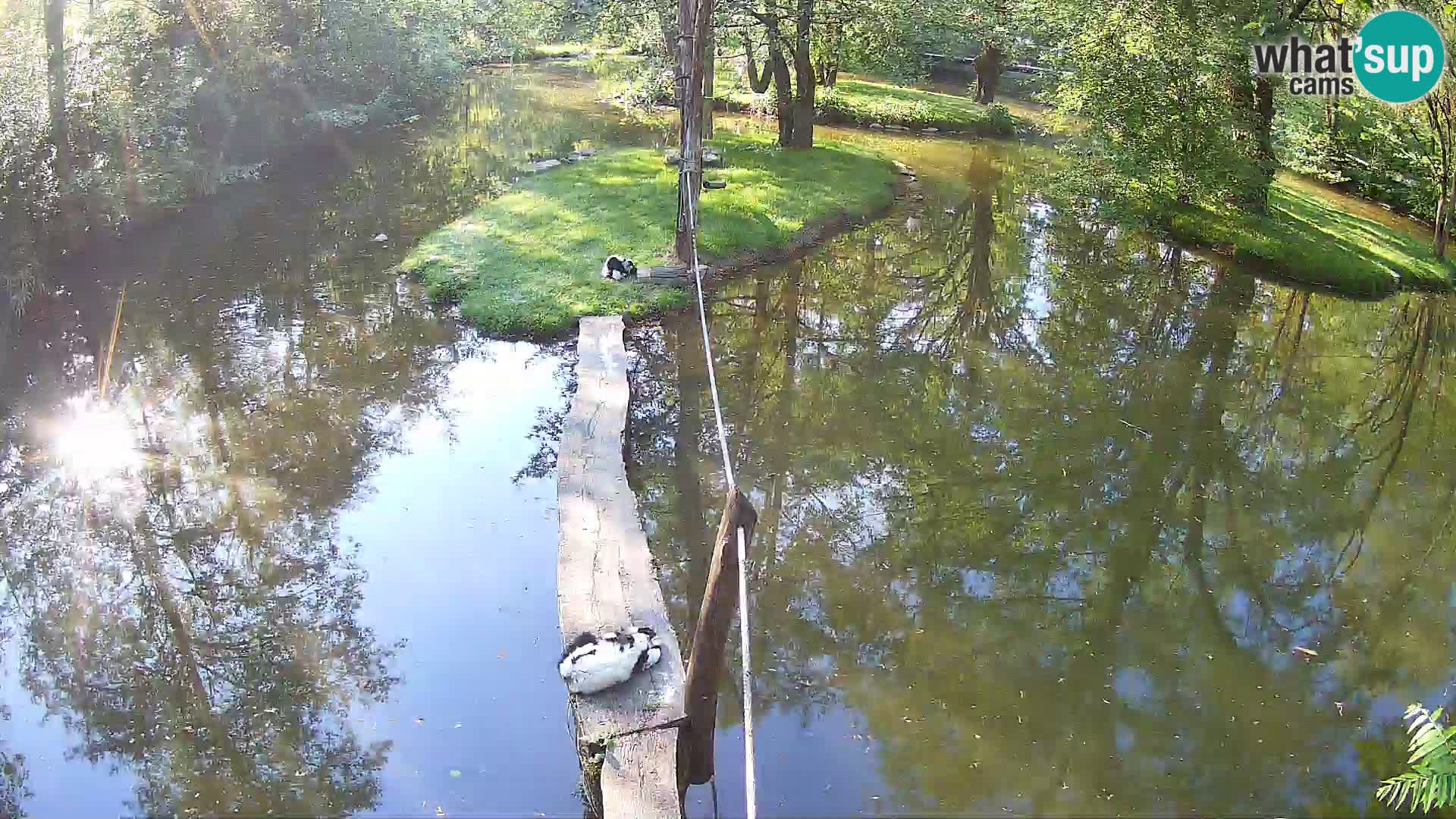 Lémur rufo blanco y negro – Ljubljana Zoo en vivo