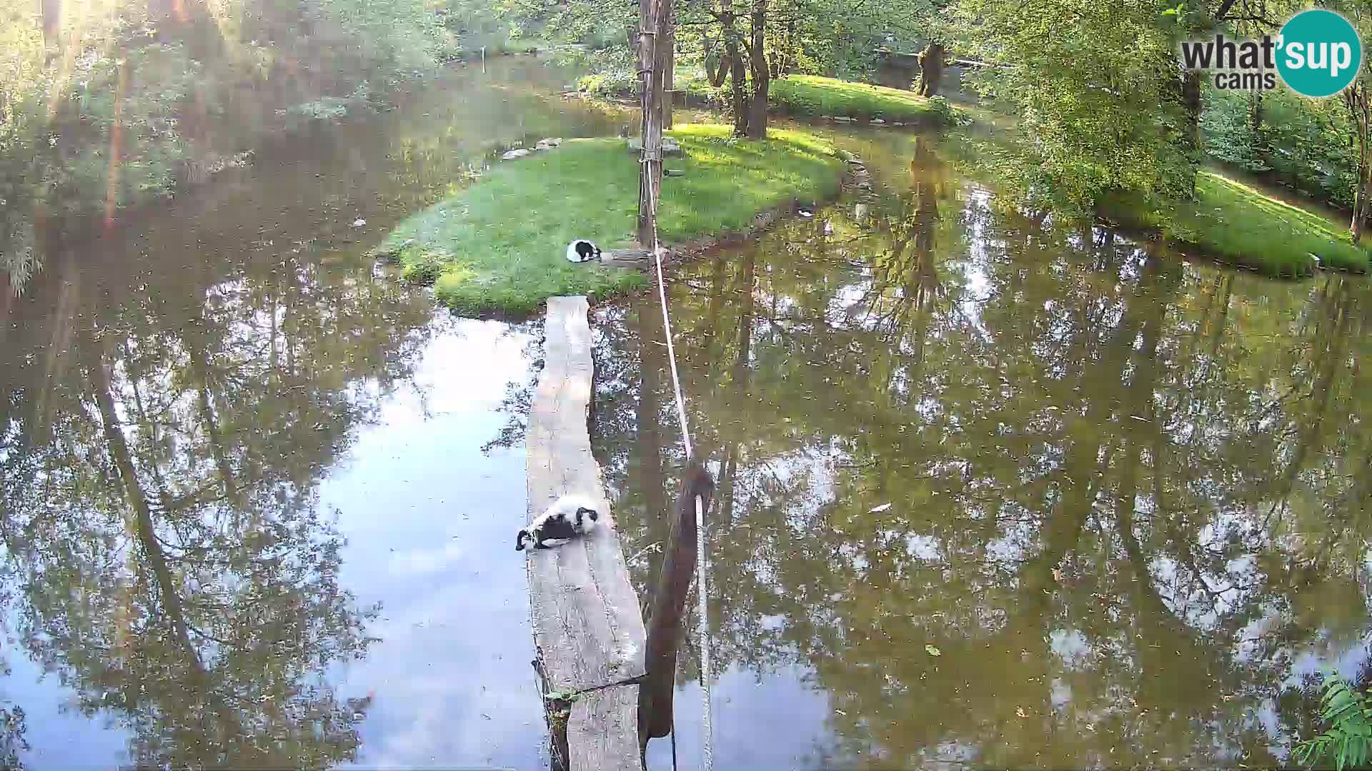 Vari bianconero Zoo Ljubljana webcam