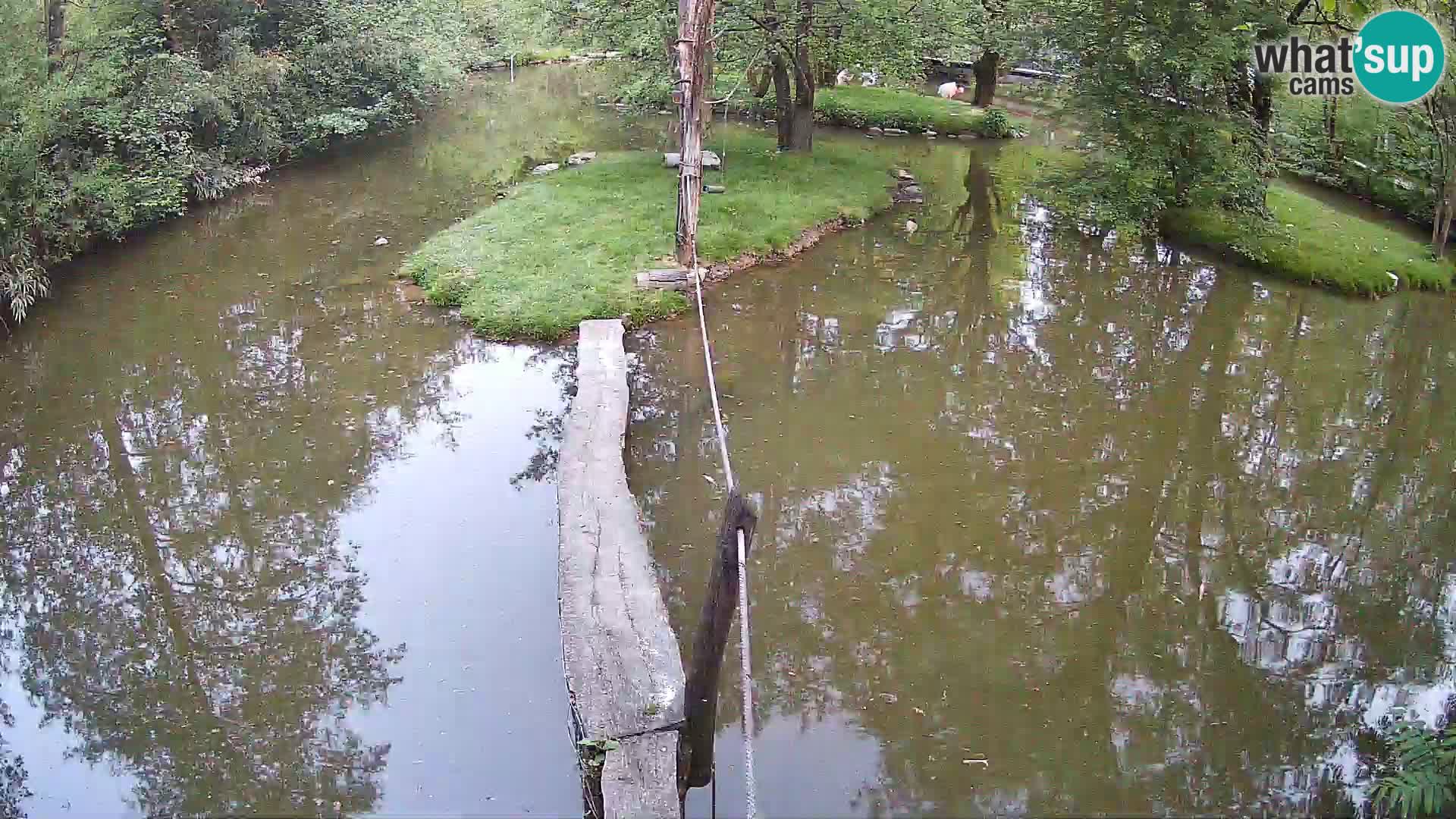 Black and white ruffed lemur Ljubljana Zoo live cam
