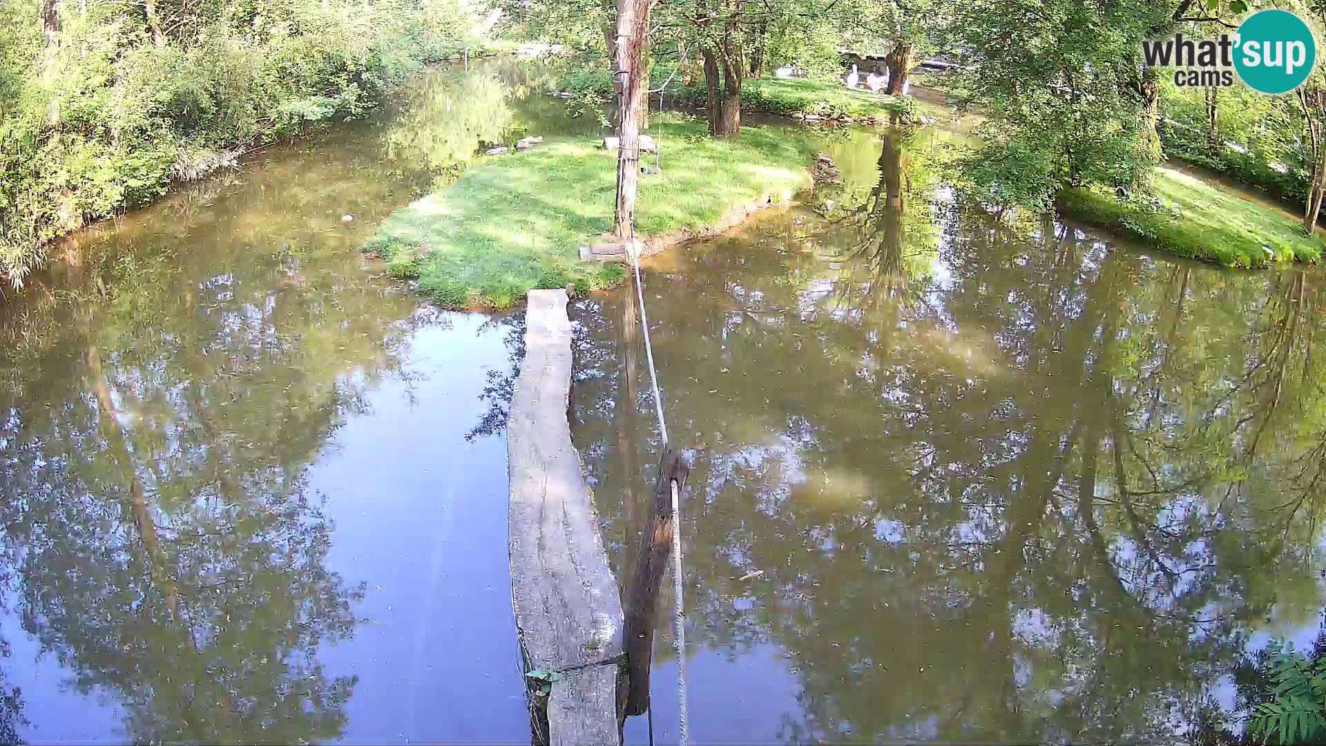 Vari bianconero Zoo Ljubljana webcam