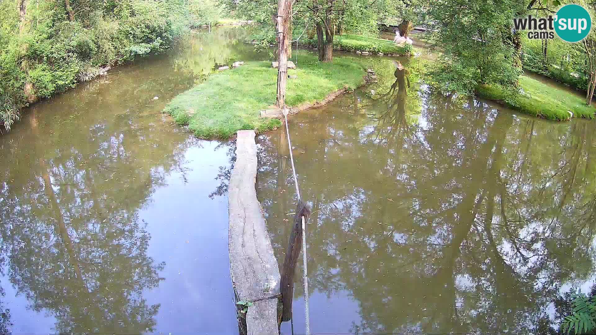 Schwarzweiße Vari Zoo Ljubljana webcam